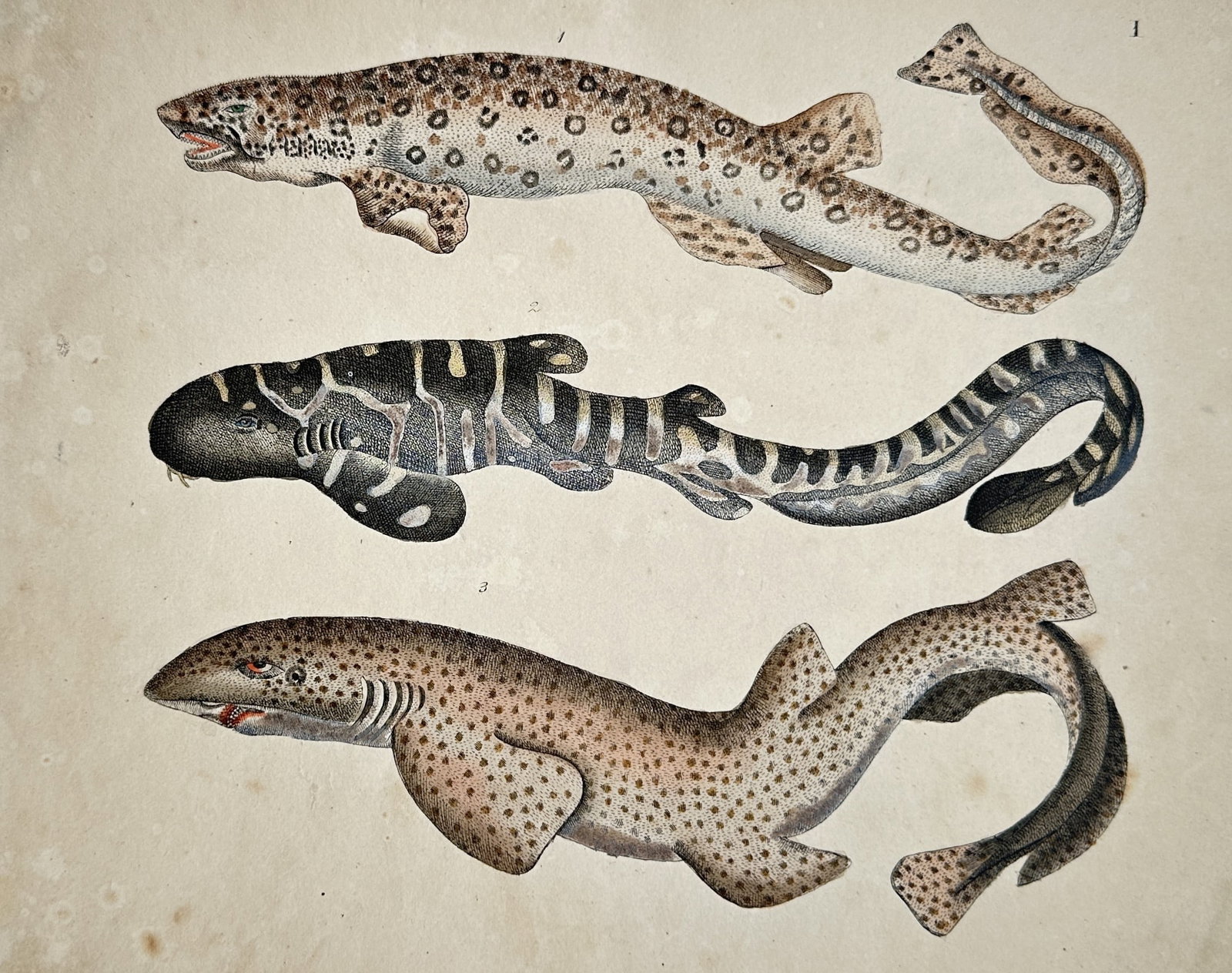 Friedrich Justin Bertuch – Study of Sharks and Dogfish Species – Hand-coloured Engraving (1 of 2)