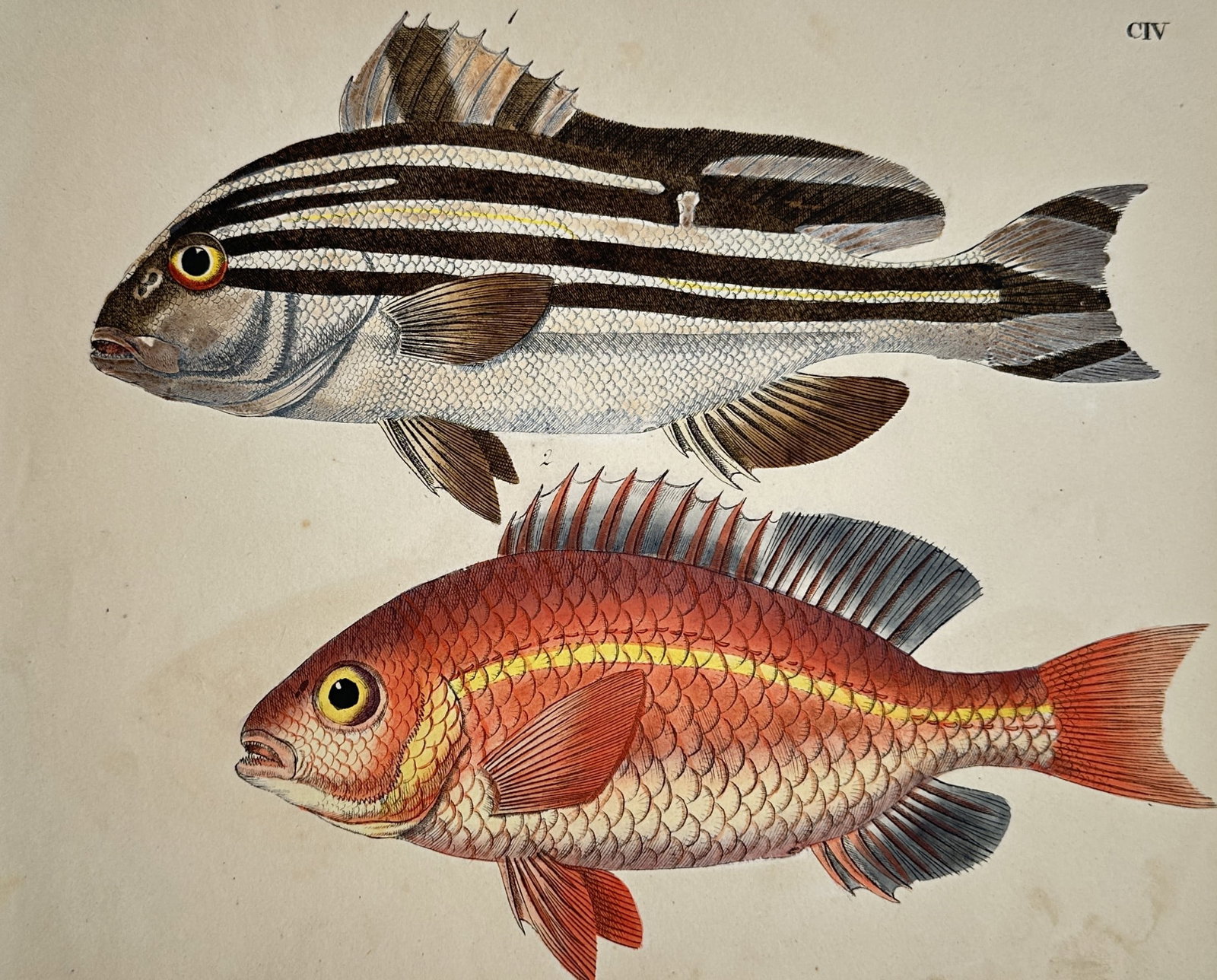 Friedrich Justin Bertuch – Study of Striped and Red Exotic Fish Varieties – Hand-coloured (1 of 2)