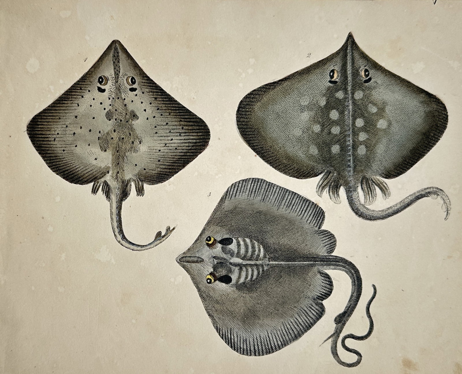 Friedrich Justin Bertuch – Study of Rays and Skates – Hand-coloured Engraving (circa (1 of 2)