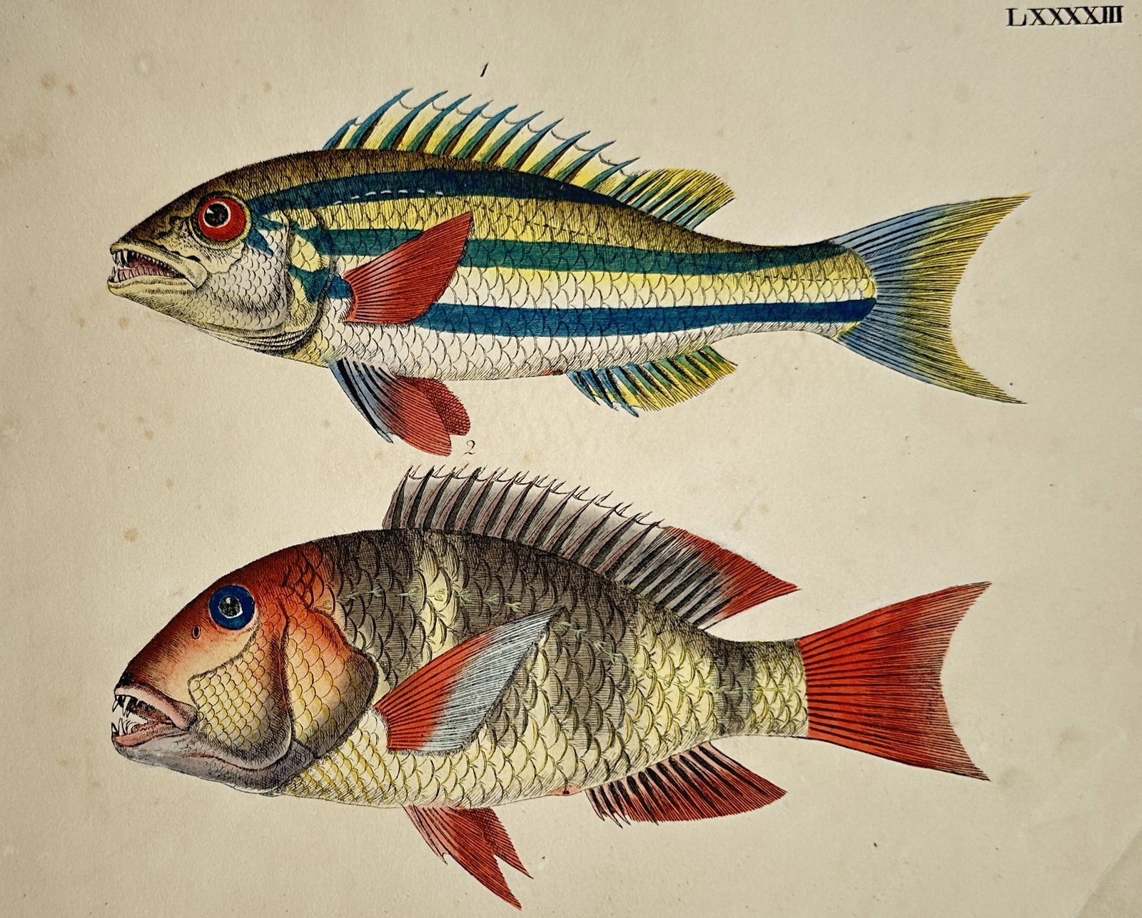 Friedrich Justin Bertuch – Study of Wrasse and Parrotfish Species – Hand-coloured Engraving (1 of 2)