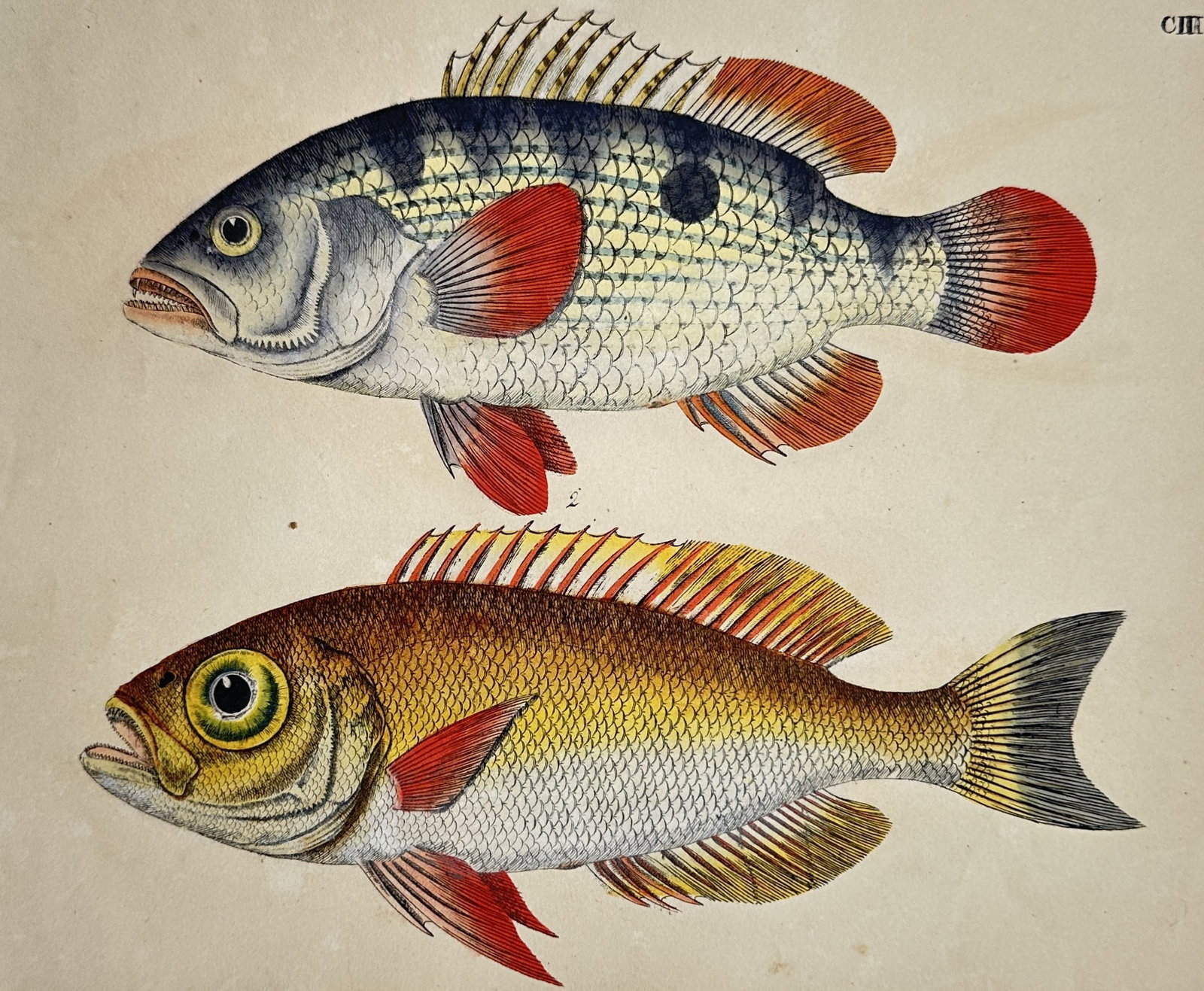 Friedrich Justin Bertuch – Study of Cichlid and Bigeye Fish Species – Hand-coloured Engraving: "Study of Cichlid and Bigeye Fish Species" illustrates a scientific ichthyological study displaying two distinct species of exotic fish arranged vertically on a single sheet against a plain cream back