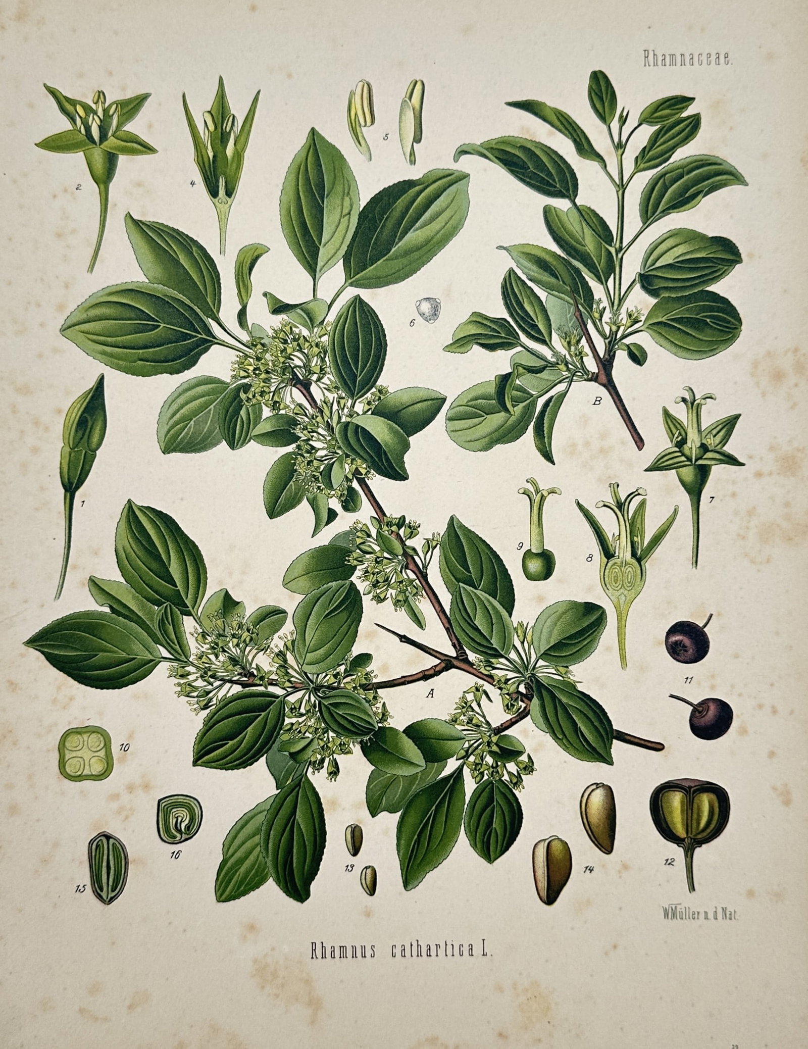 Hermann Adolph Köhler (1834–1879) – Study of Common Buckthorn – Chromolithograph (1 of 2)