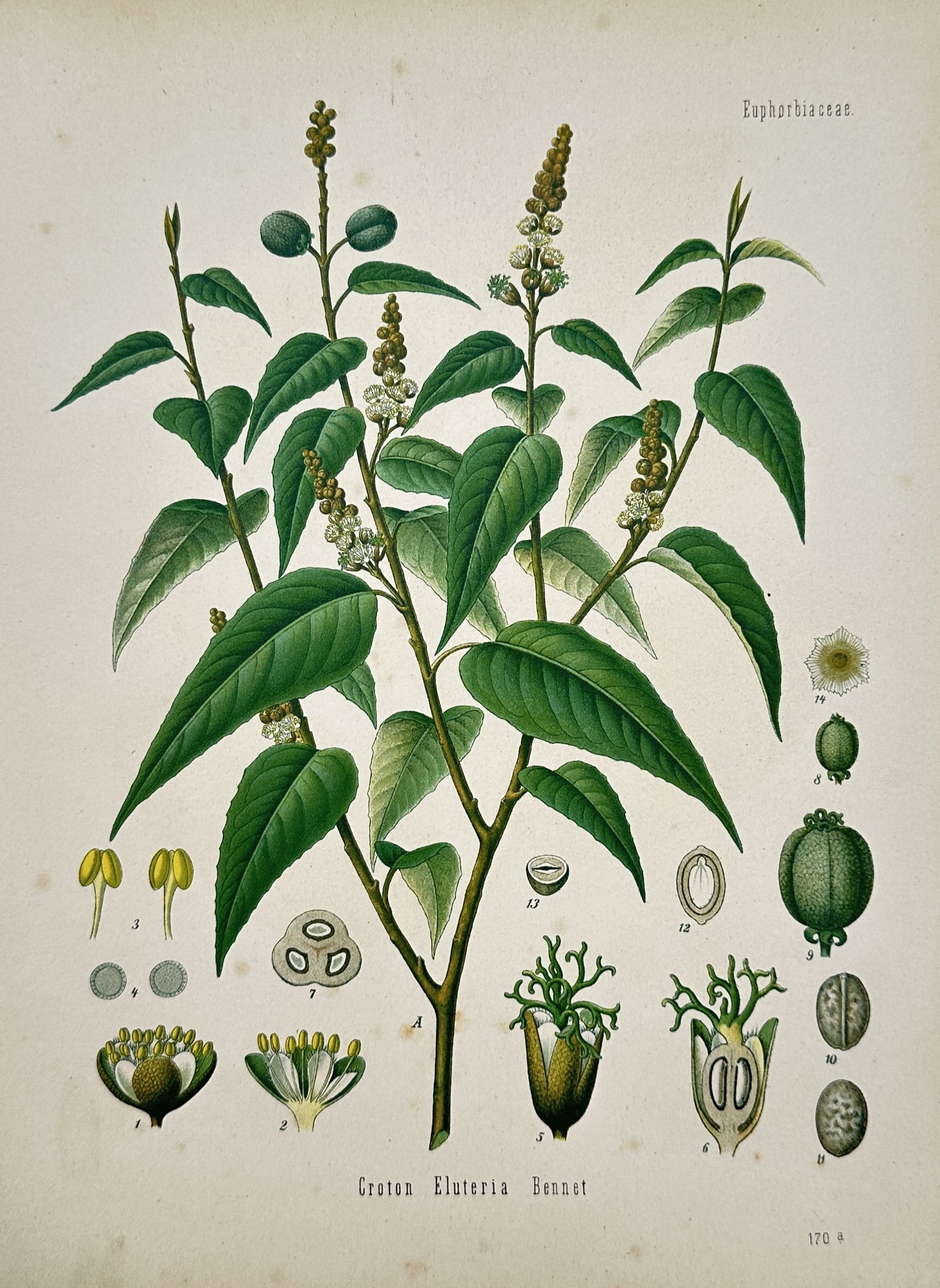 Hermann Adolph Köhler (1834–1879) – Study of Cascarilla – Chromolithograph (1887) (1 of 2)