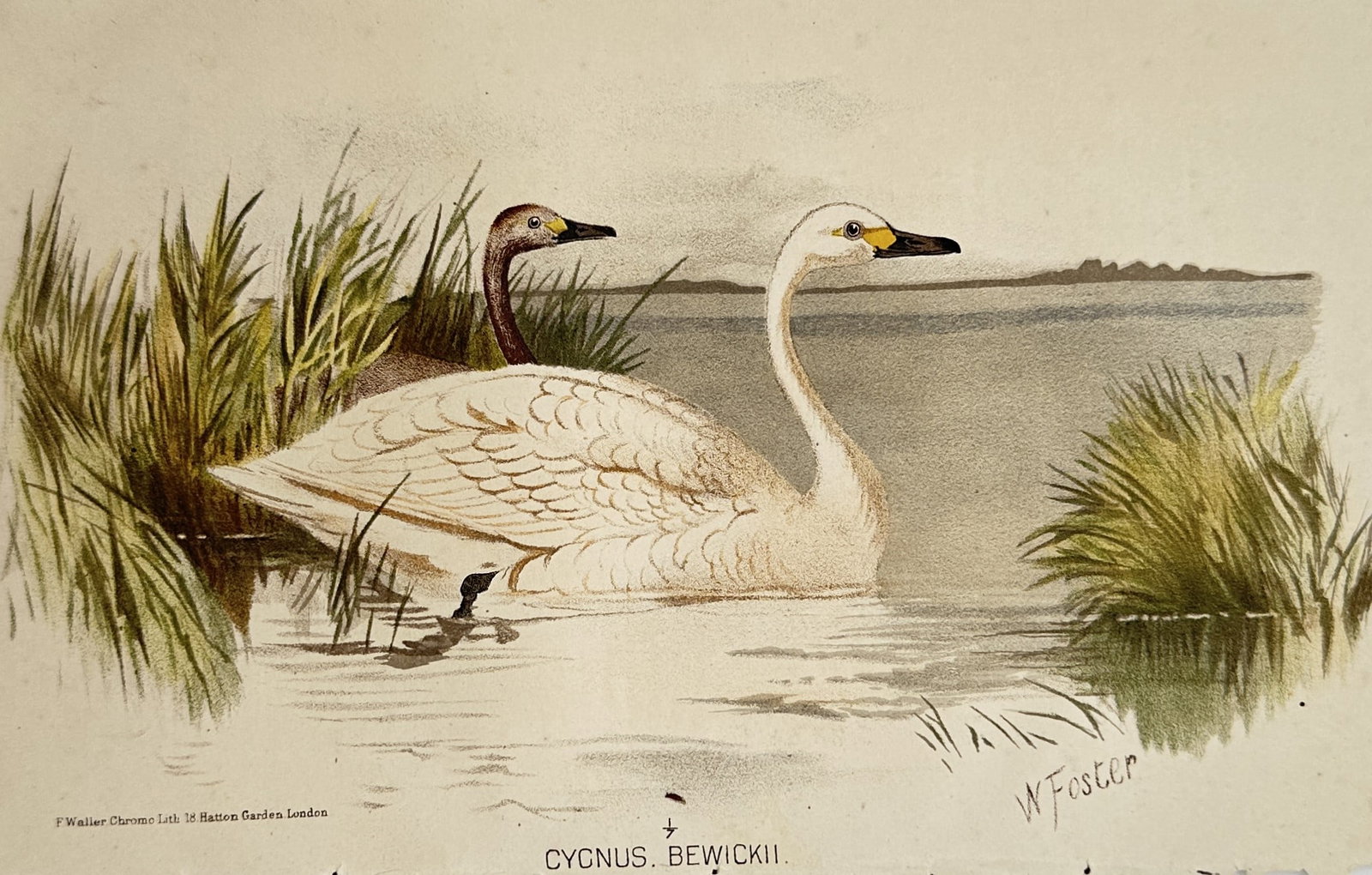 William Foster (1853–1924) – Study of Bewick’s Swans – Chromolithograph (circa 1880–1890s) (1 of 2)