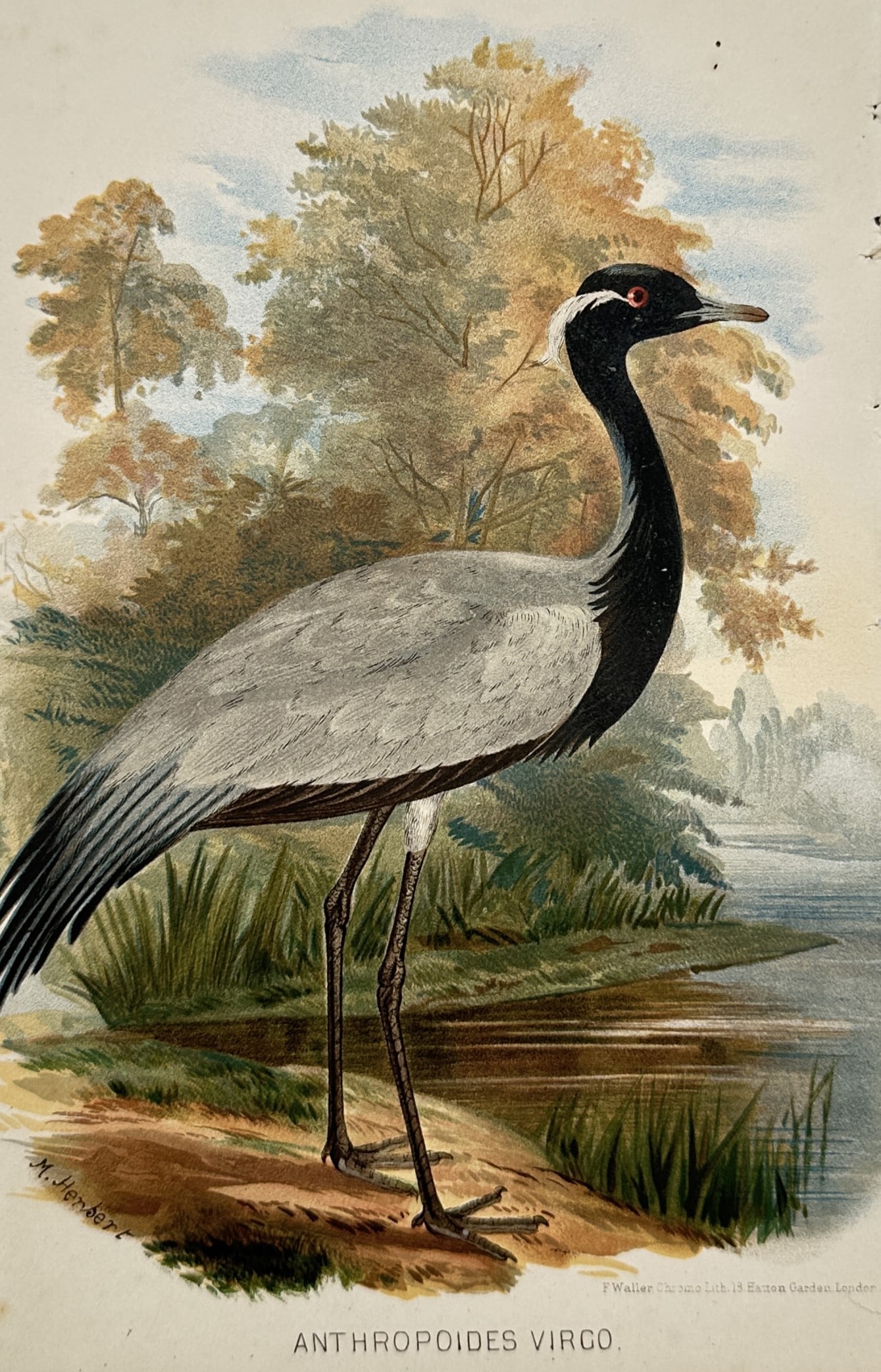 Margaret Herbert – Study of a Demoiselle Crane – Chromolithograph (circa 1880–1890s) (1 of 2)