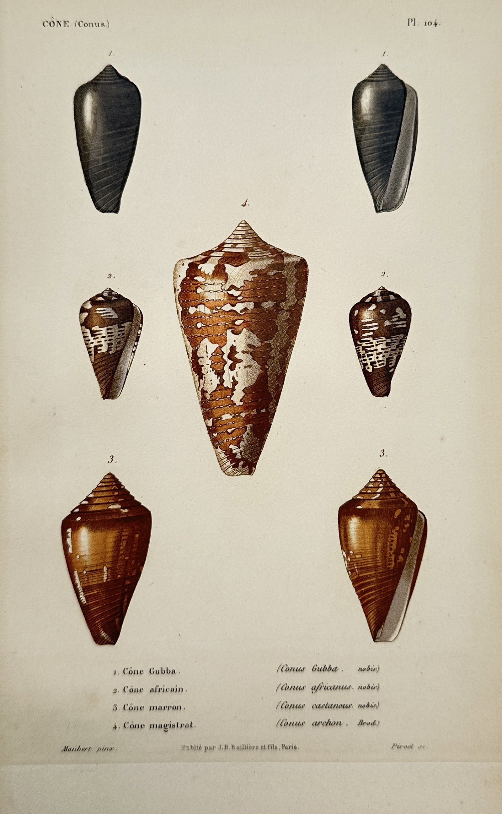 Jean-Baptiste Baillière – Study of Cone Sea Shells (Conus) – Hand-coloured Engraving (1 of 2)