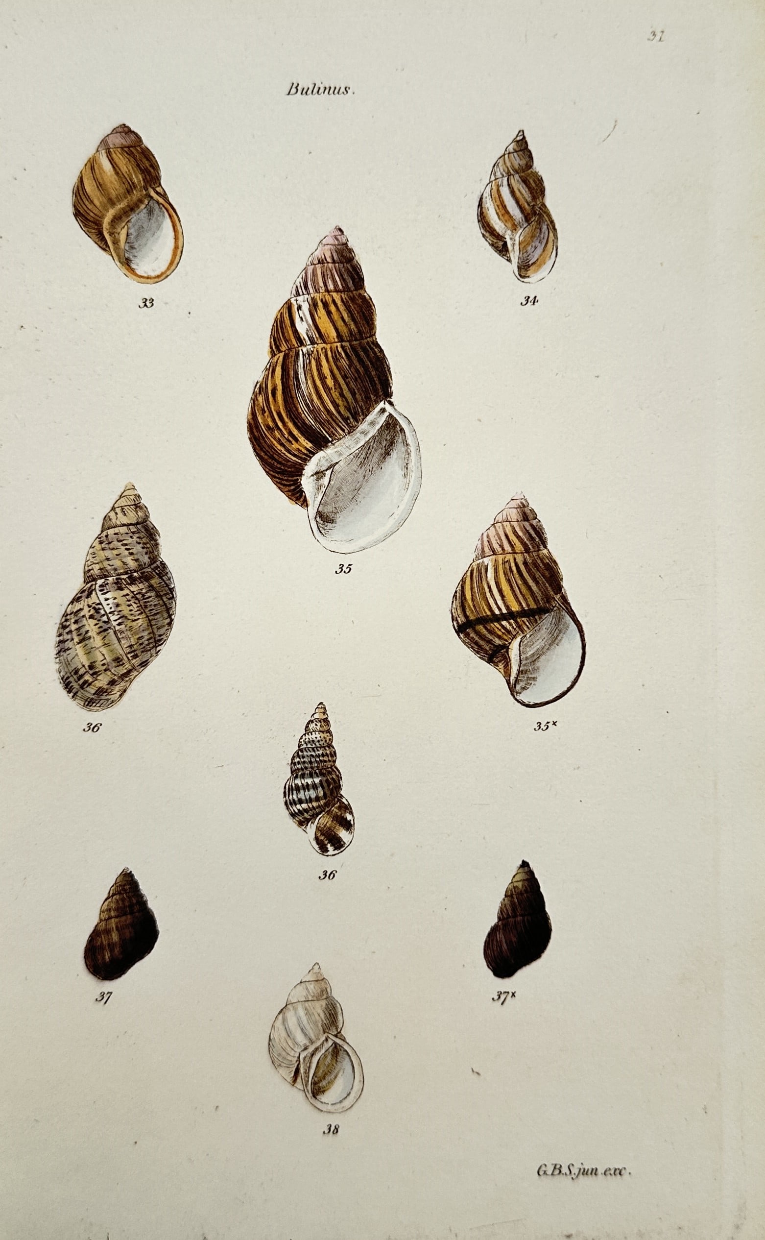 George Brettingham Sowerby I – Study of Bulinus Shells – Hand-coloured Engraving (1 of 2)