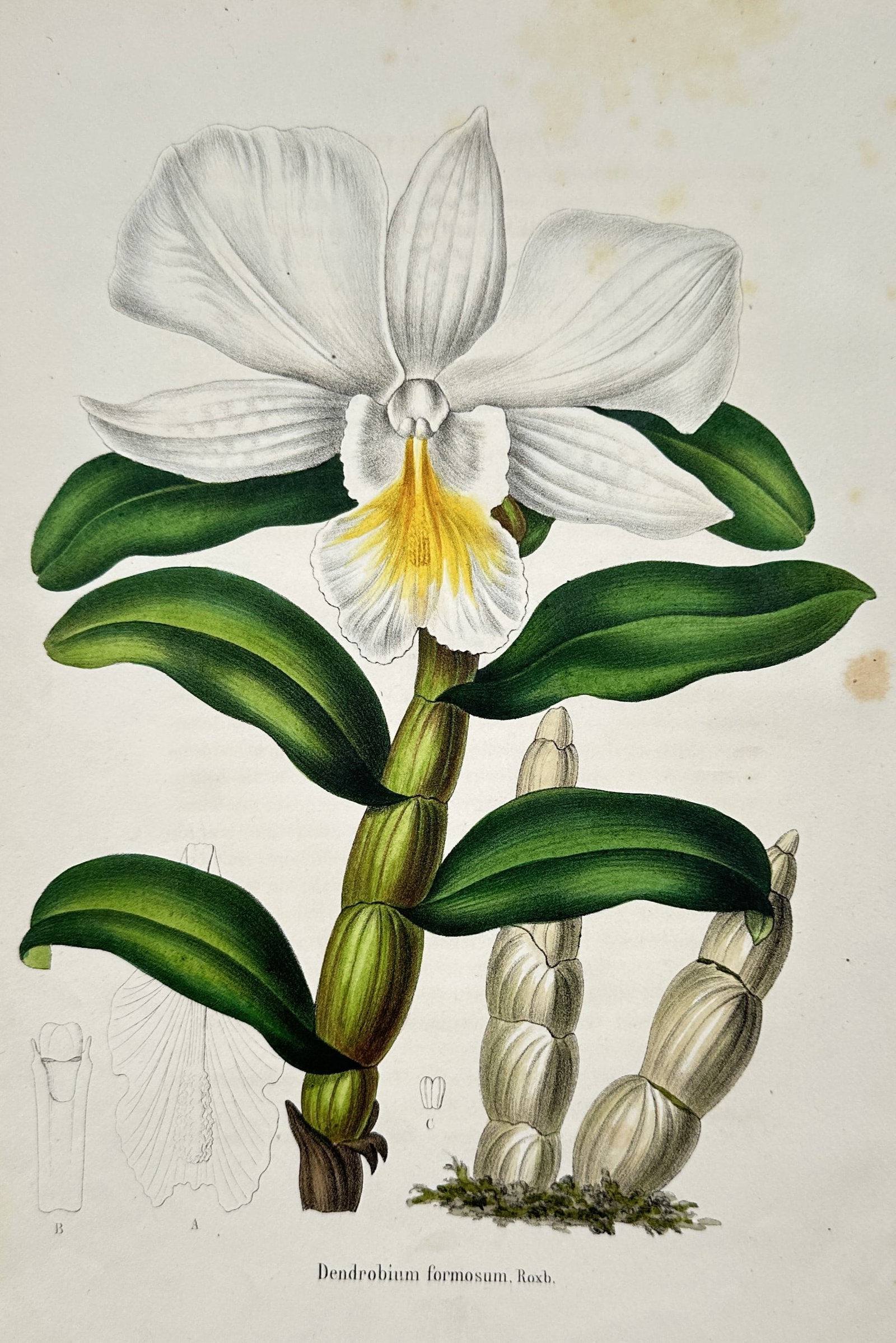 Charles Morren (1807–1858) – Botanical study of a White Orchid – Chromolithograph (1851): "Dendrobium formosum, Roxb." depicts a botanical study of a white orchid with a distinctive yellow center, captured alongside structural views of its pseudobulbs and floral anatomy. This chromolithogr