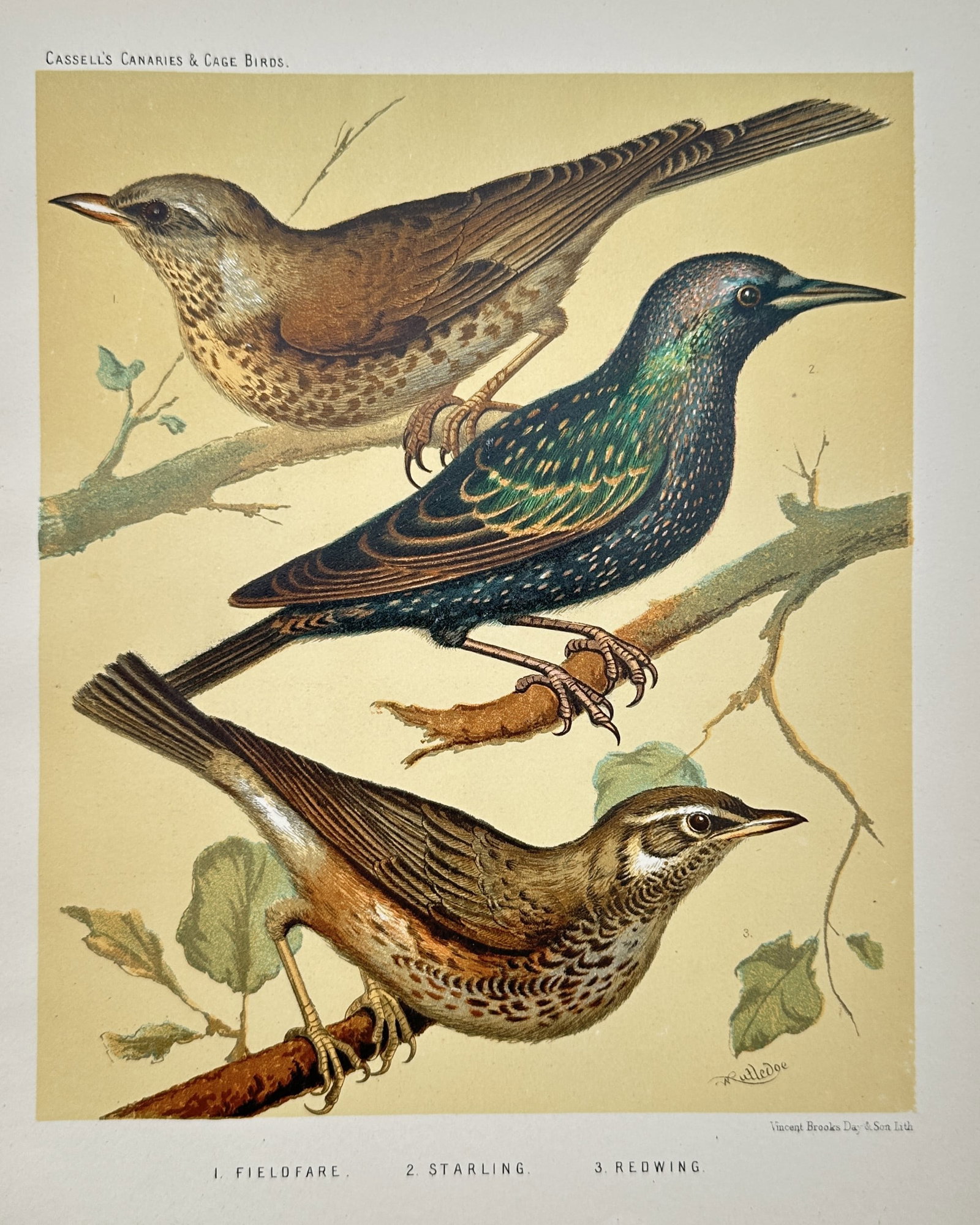 Joseph Williamson Ludlow – Fieldfare, Starling, Redwing – Chromolithograph (circa 1878) (1 of 2)