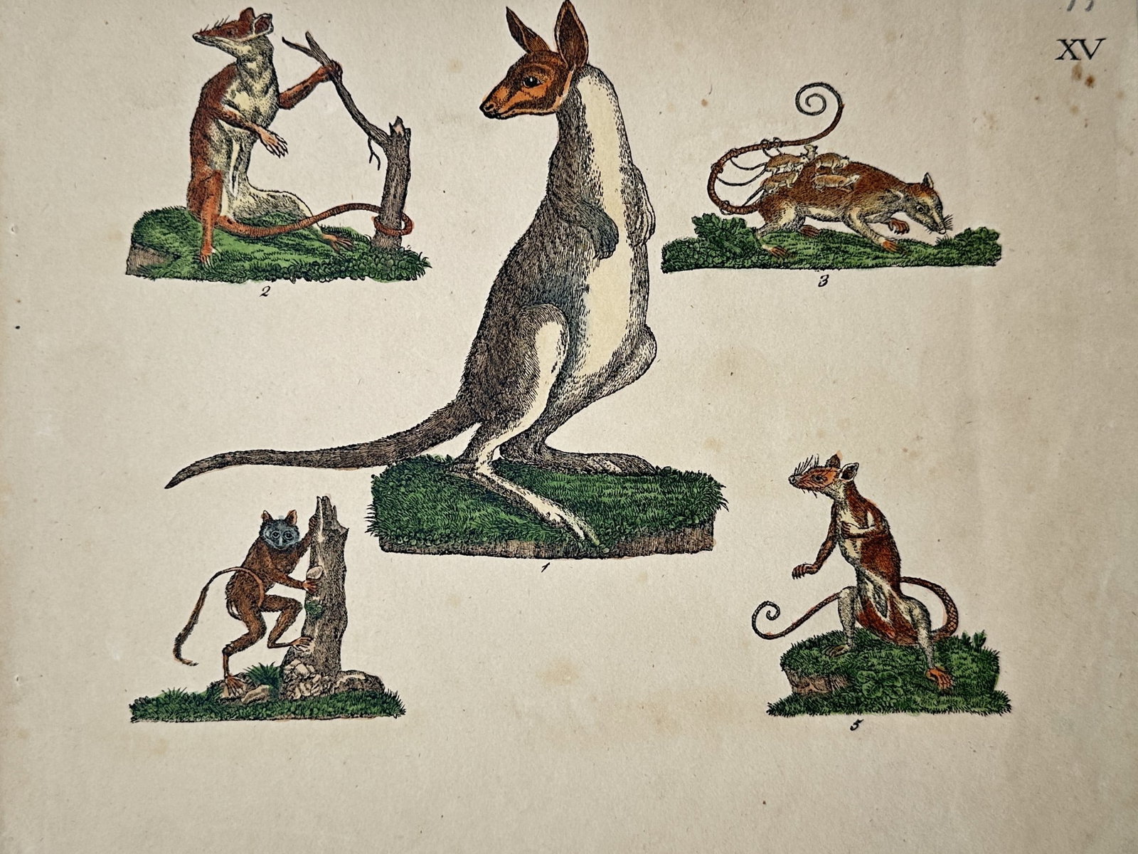 Friedrich Justin Bertuch – Kangaroo and Opossums – Hand-coloured copper engraving (circa 1800) (1 of 2)