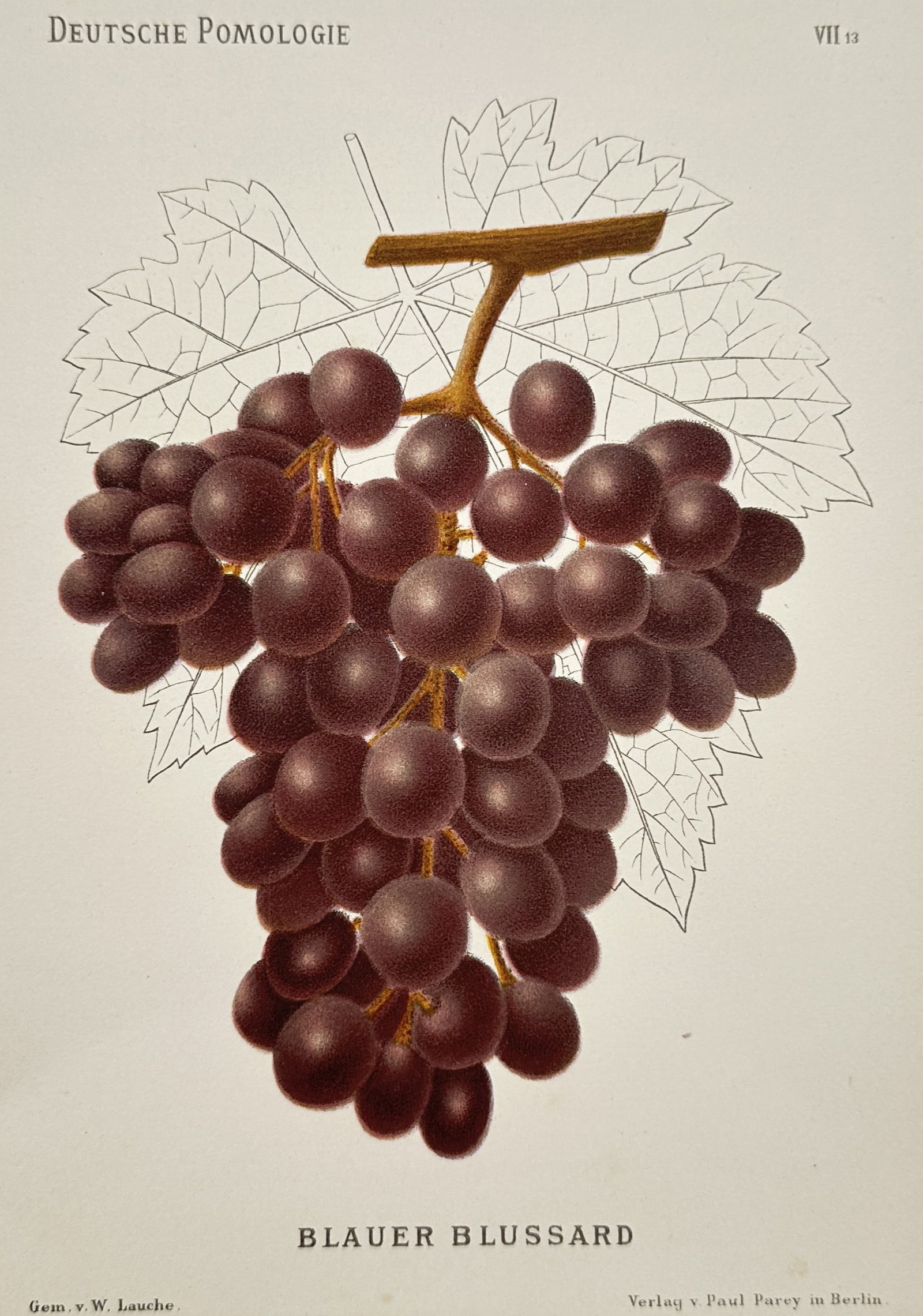 Wilhelm Lauche (1827–1883) – Blue Blussard Grapes – Chromolithograph (1882) (1 of 2)