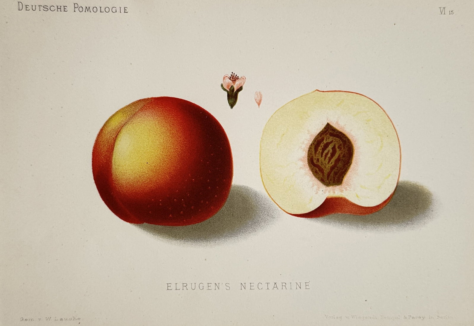 Wilhelm Lauche (1827–1883) – Elrugen's Nectarine – Chromolithograph (1882): "Elrugen's Nectarine" shows a whole nectarine next to a halved specimen revealing the pit, along with a small flower detail. The work comes from the publication Deutsche Pomologie, a botanical series 