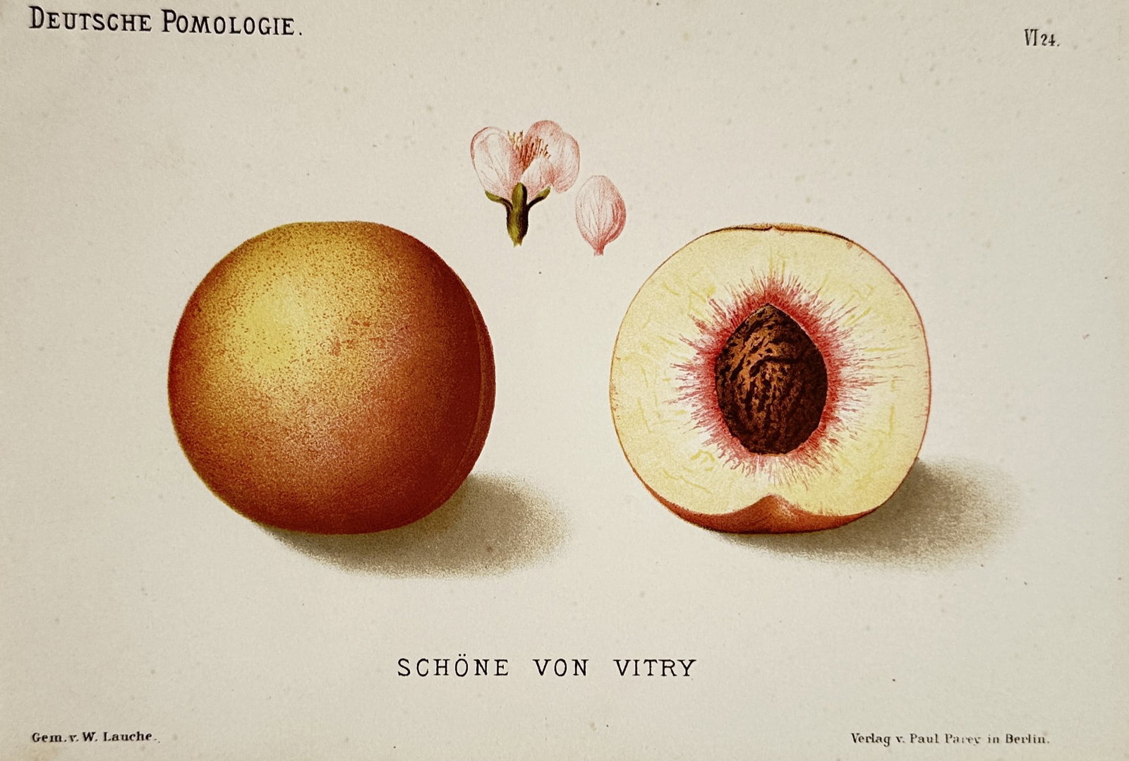 Wilhelm Lauche (1827–1883) – Belle de Vitry Peach – Chromolithograph (1882): "Schöne von Vitry" depicts a whole peach alongside a halved section showing the stone, with a blossom and petal detailed above. The print is sourced from the botanical series Deutsche Pomologie, whic