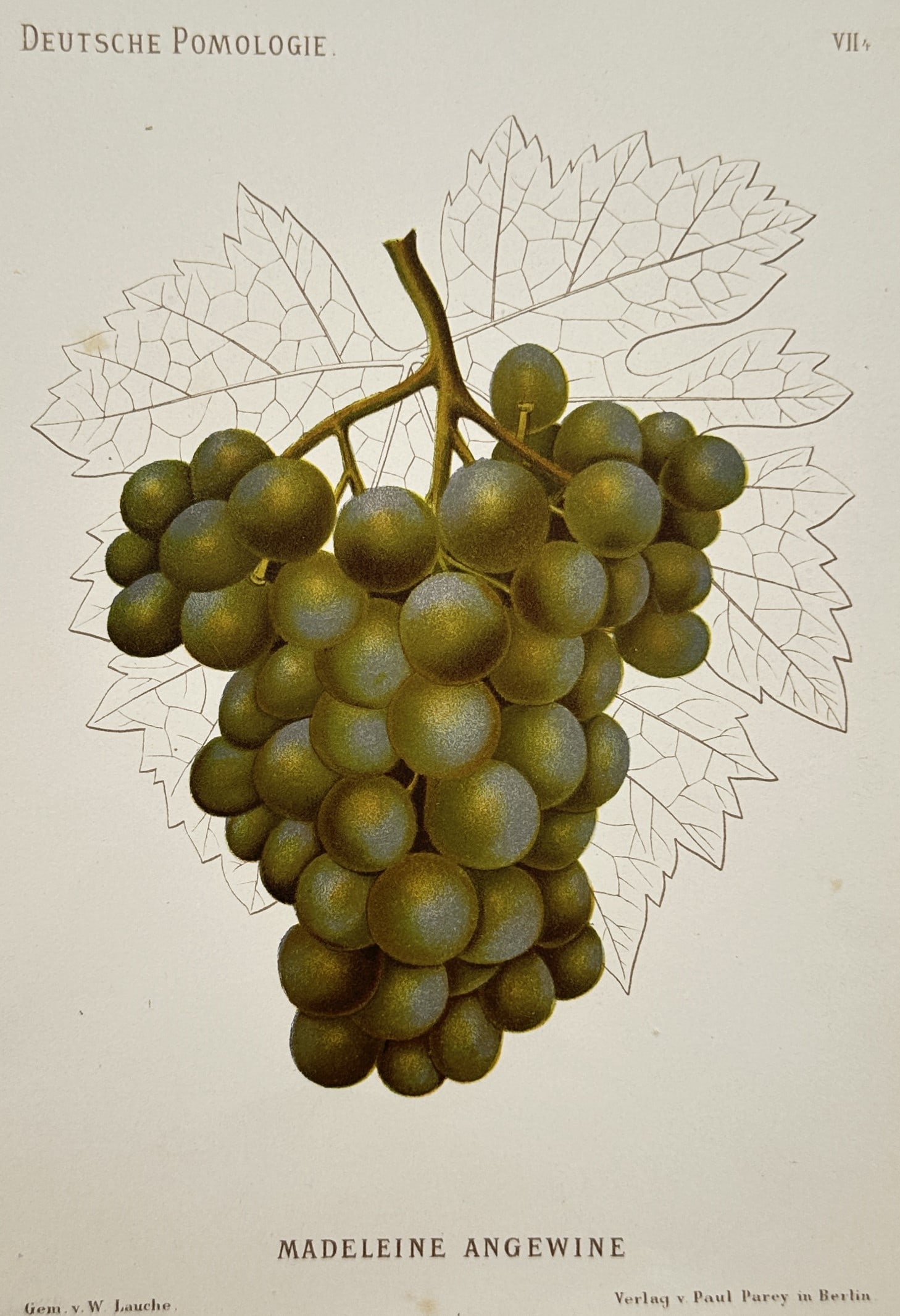 Wilhelm Lauche (1827–1883) – Madeleine Angevine Grape – Chromolithograph (1882): "Madeleine Angevine" illustrates a substantial cluster of green grapes hanging from a vine section, set against a detailed outline of a grape leaf. This botanical illustration belongs to the multi-vol