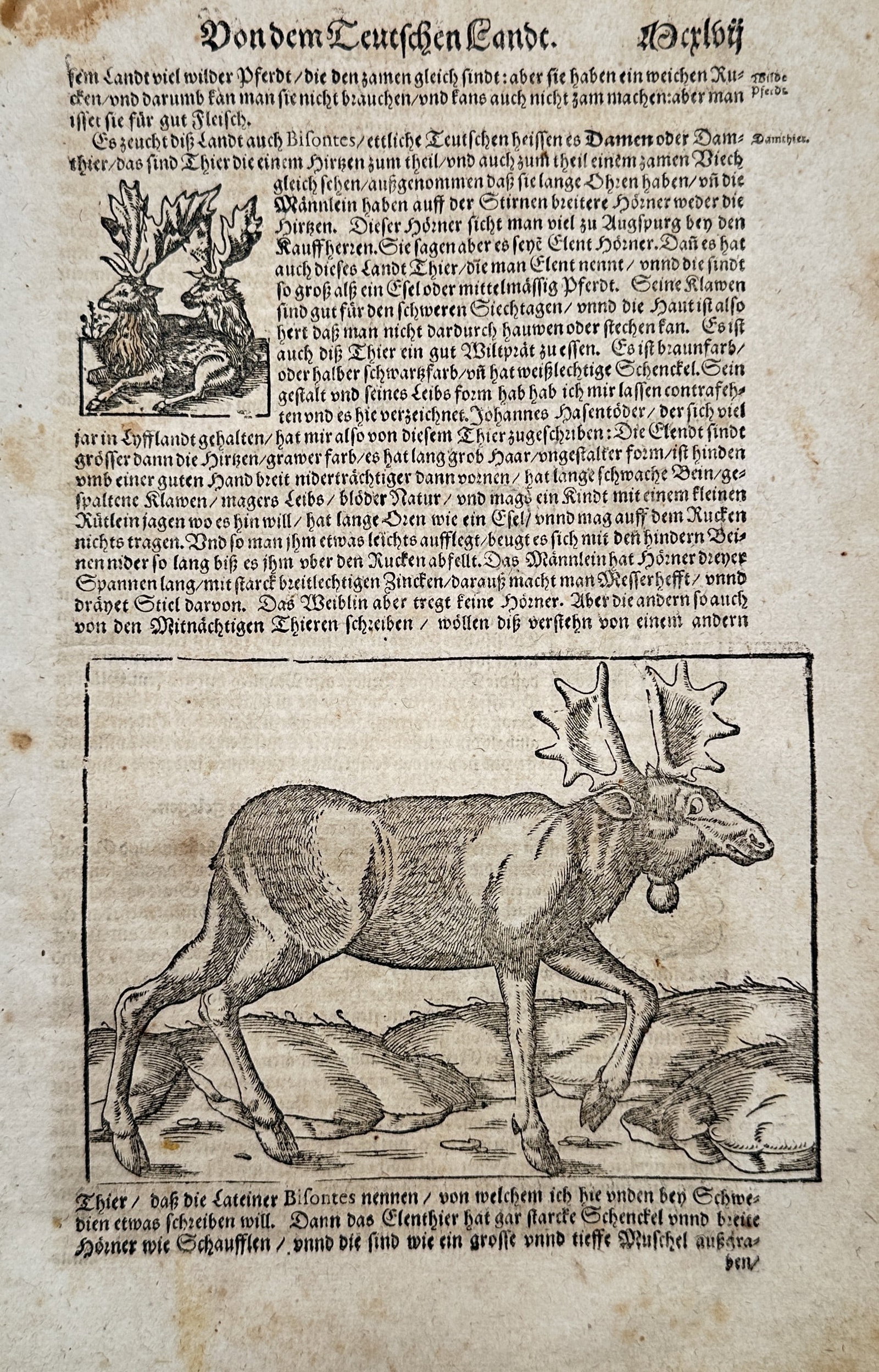 Sebastian Münster (1488–1552) – Of the German Lands with Elk – Woodcut (1550) (1 of 2)