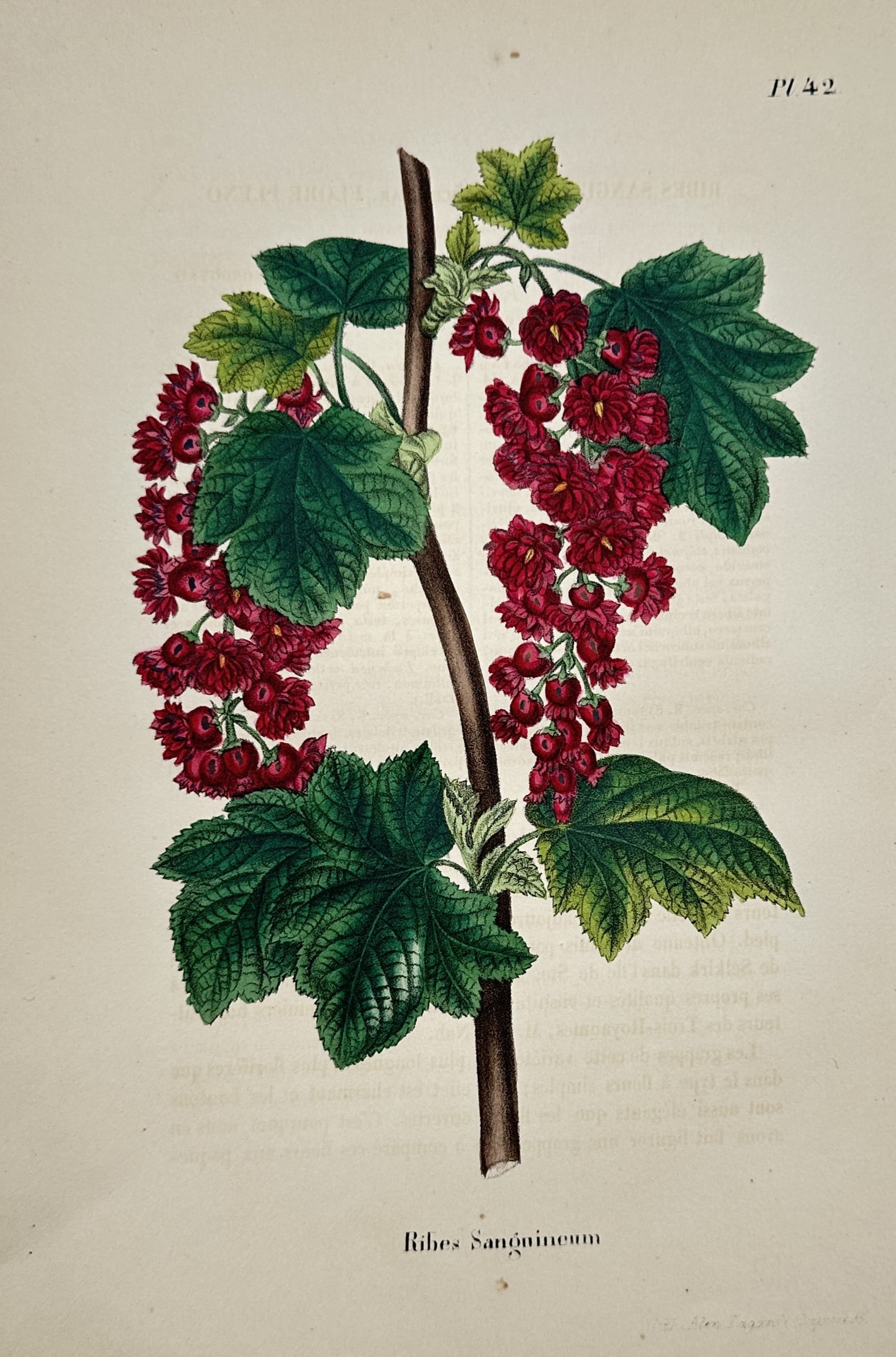 Charles Morren (1807–1858) – Flowering Currant – Chromolithograph (1851) (1 of 2)