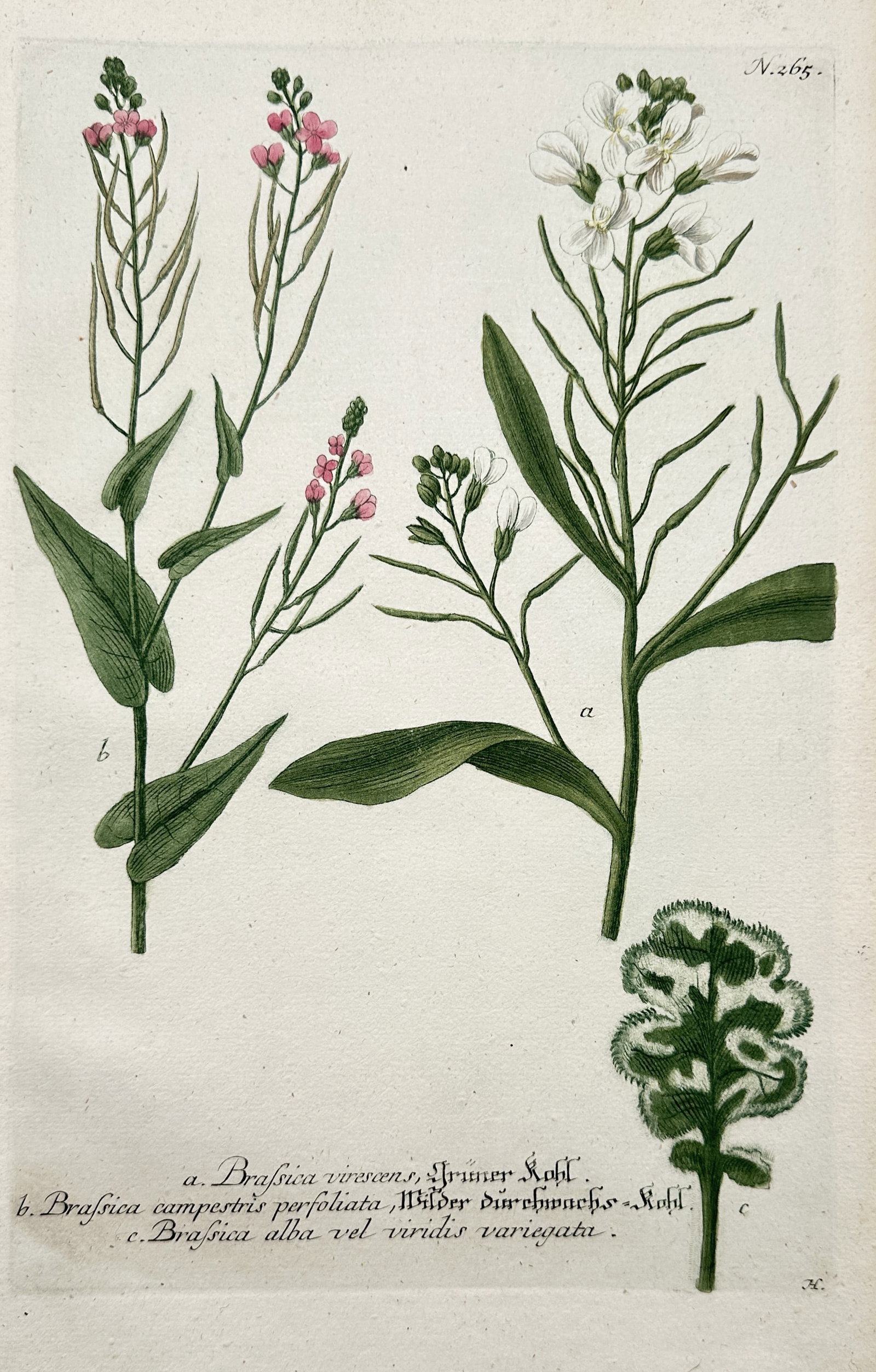 Johann Wilhelm Weinmann – Cabbage and Mustard Plants – Hand-coloured etching (1739) (1 of 2)