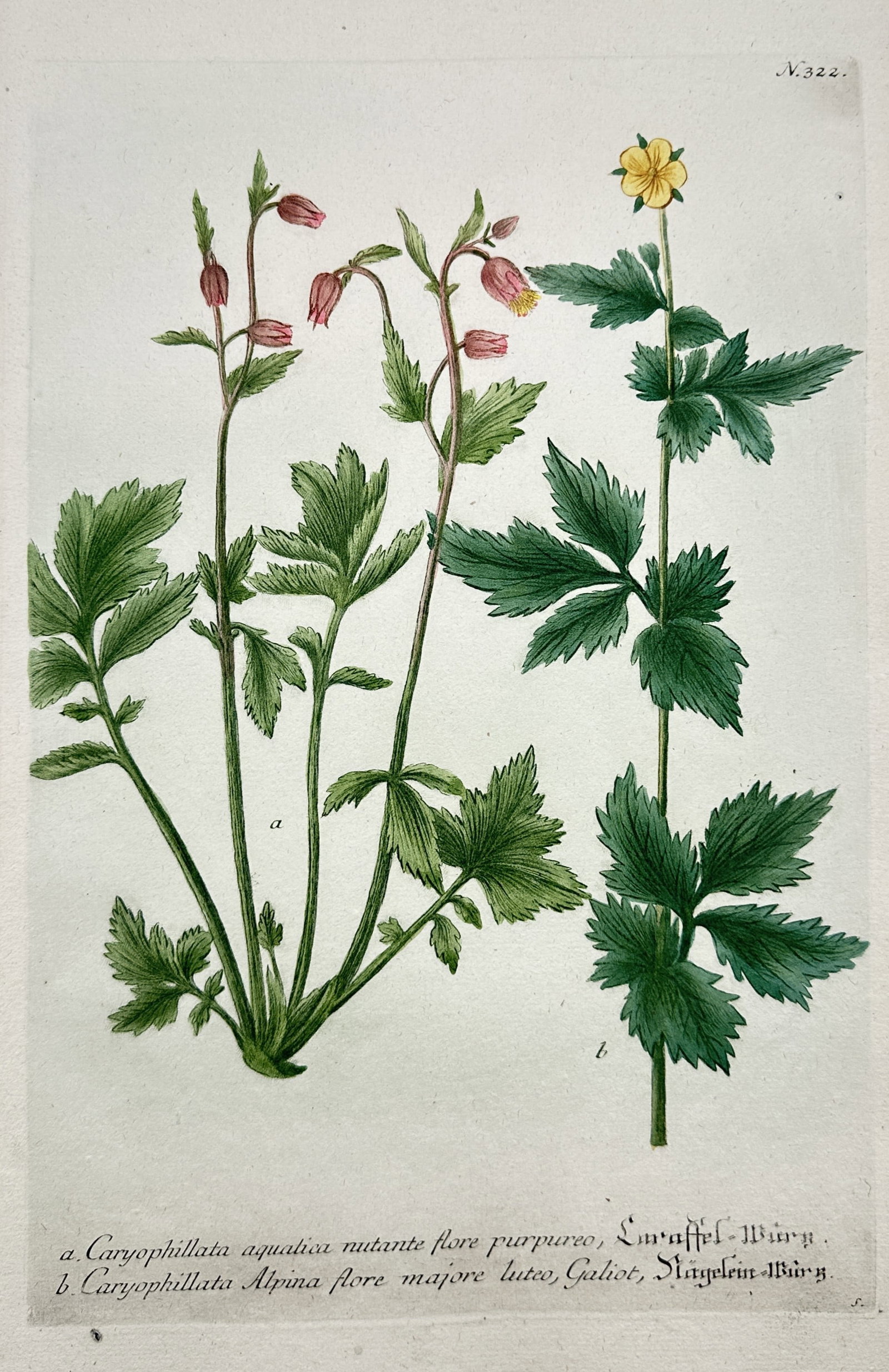 Johann Wilhelm Weinmann – Water Avens and Alpine Avens – Hand-coloured etching (1739) (1 of 2)