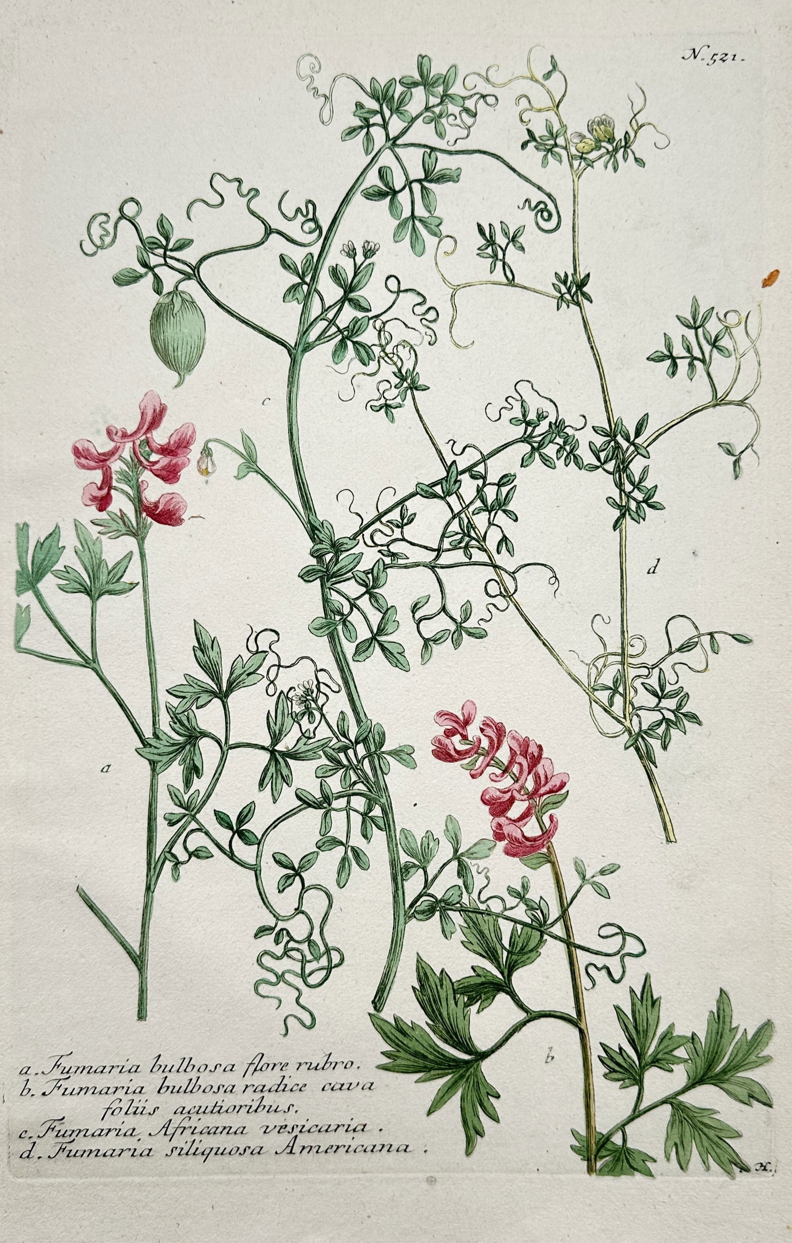 Johann Wilhelm Weinmann – Fumitory and Corydalis Plants – Hand-coloured etching (1739) (1 of 2)
