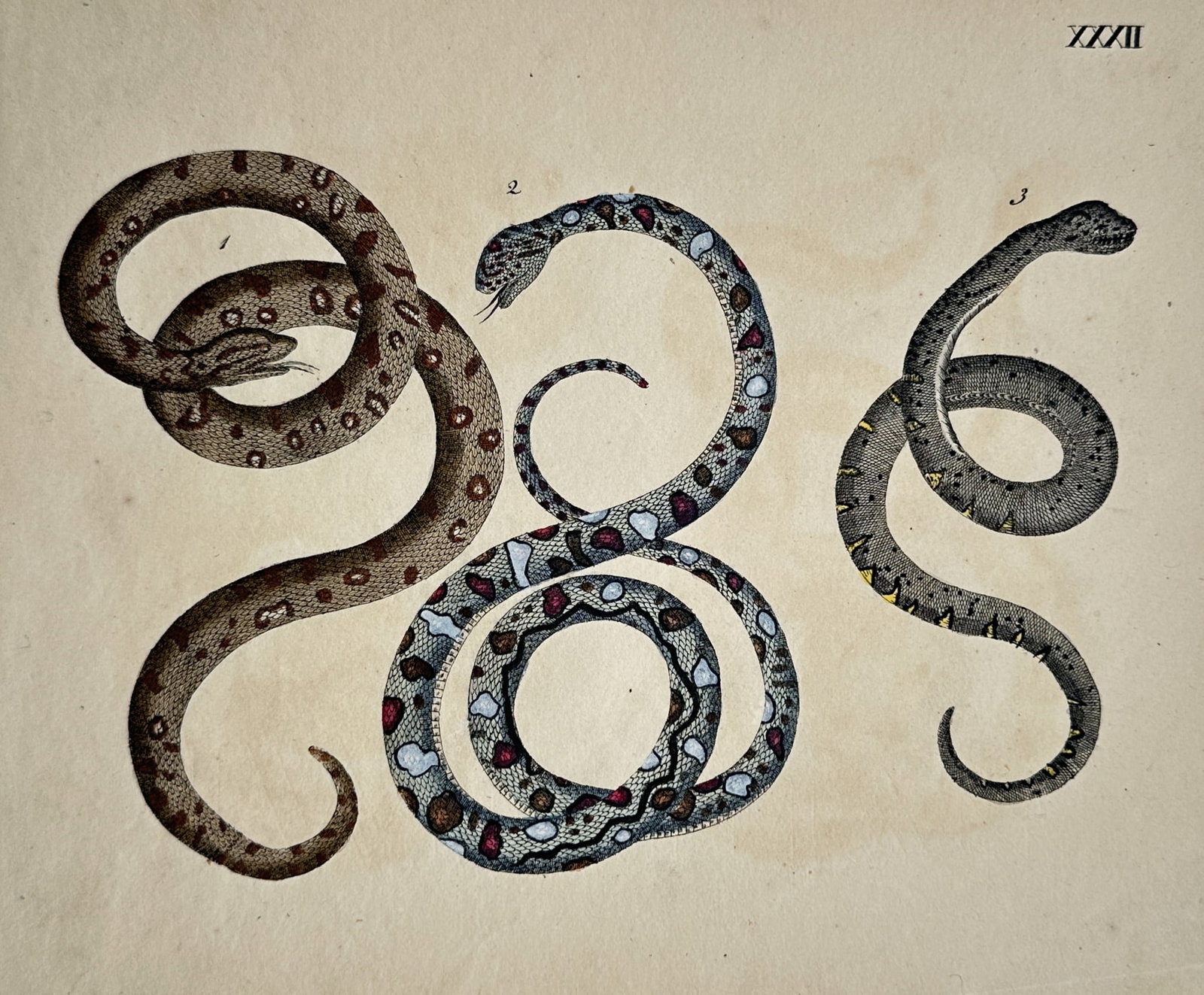 Friedrich Justin Bertuch – Three Exotic Snakes – Hand-coloured engraving (1790) (1 of 2)