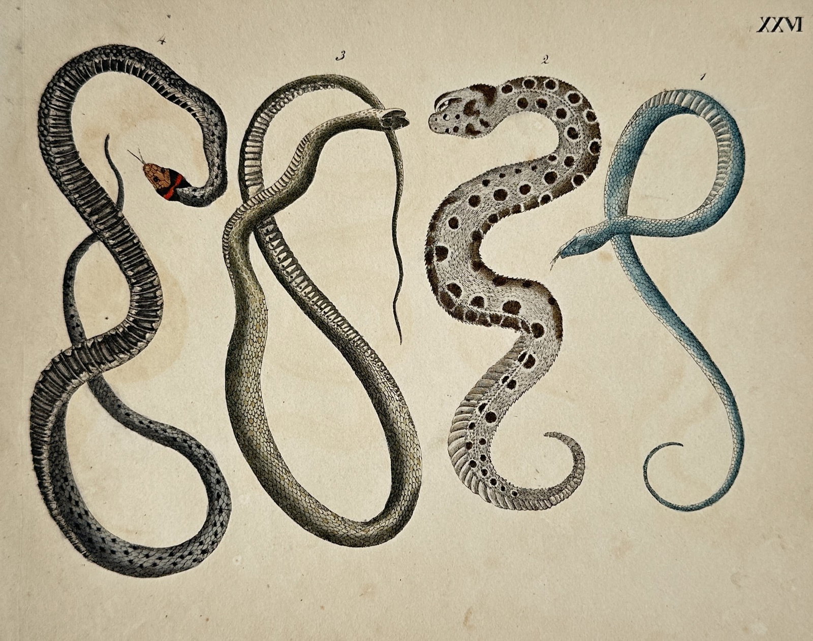 Friedrich Justin Bertuch – Four Exotic Snakes – Hand-coloured engraving (1790) (1 of 2)