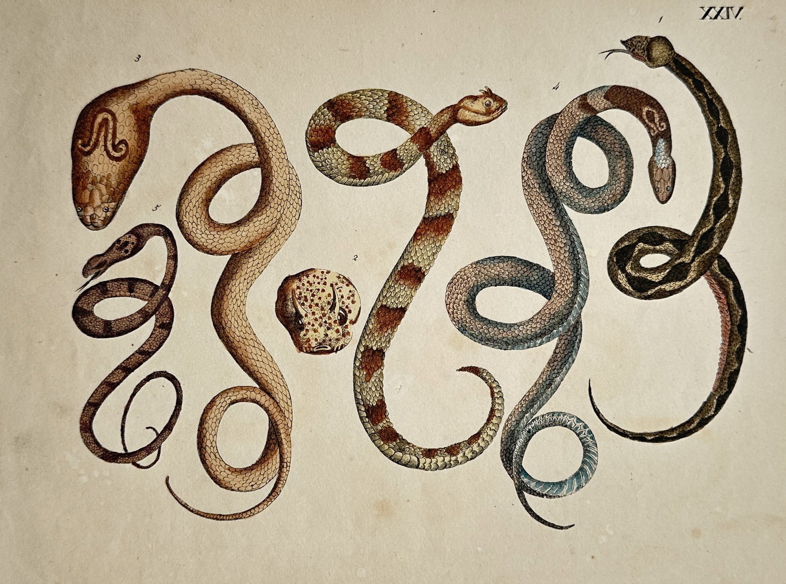 Friedrich Justin Bertuch – Various Exotic Snakes including Cobra – Hand-coloured engraving (1 of 2)