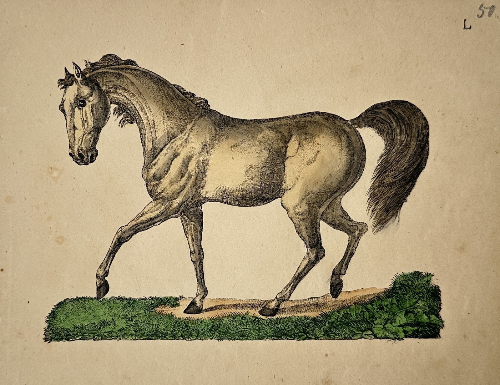 Friedrich Justin Bertuch – Horse – Hand-coloured engraving (1790) (1 of 2)