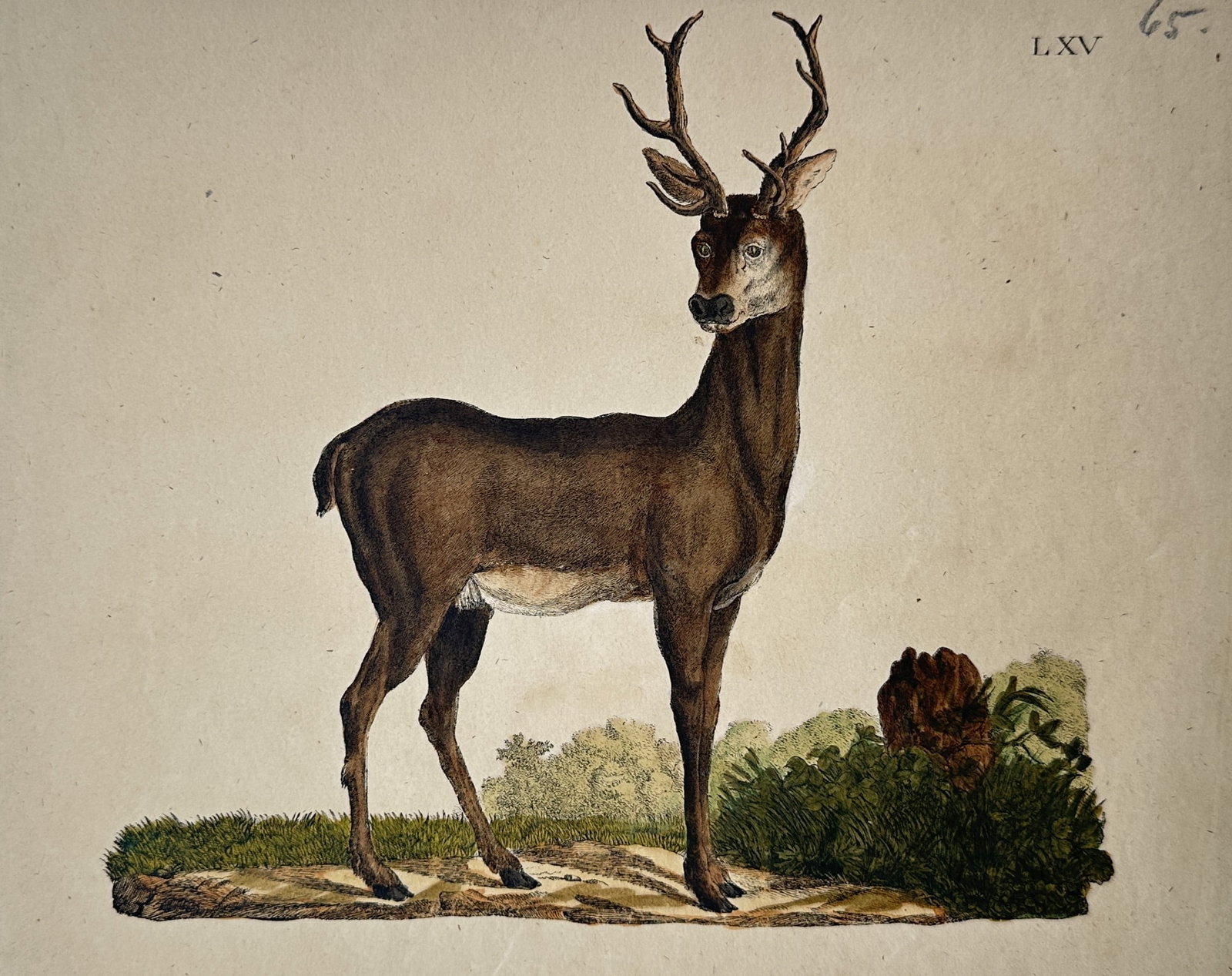 Friedrich Justin Bertuch – Roe Deer – Hand-coloured engraving (1790): "Cervus" illustrates a full-length profile view of a stag with developed antlers standing on a patch of ground, its head turned back over its shoulder toward the viewer, set against a minimal backgrou