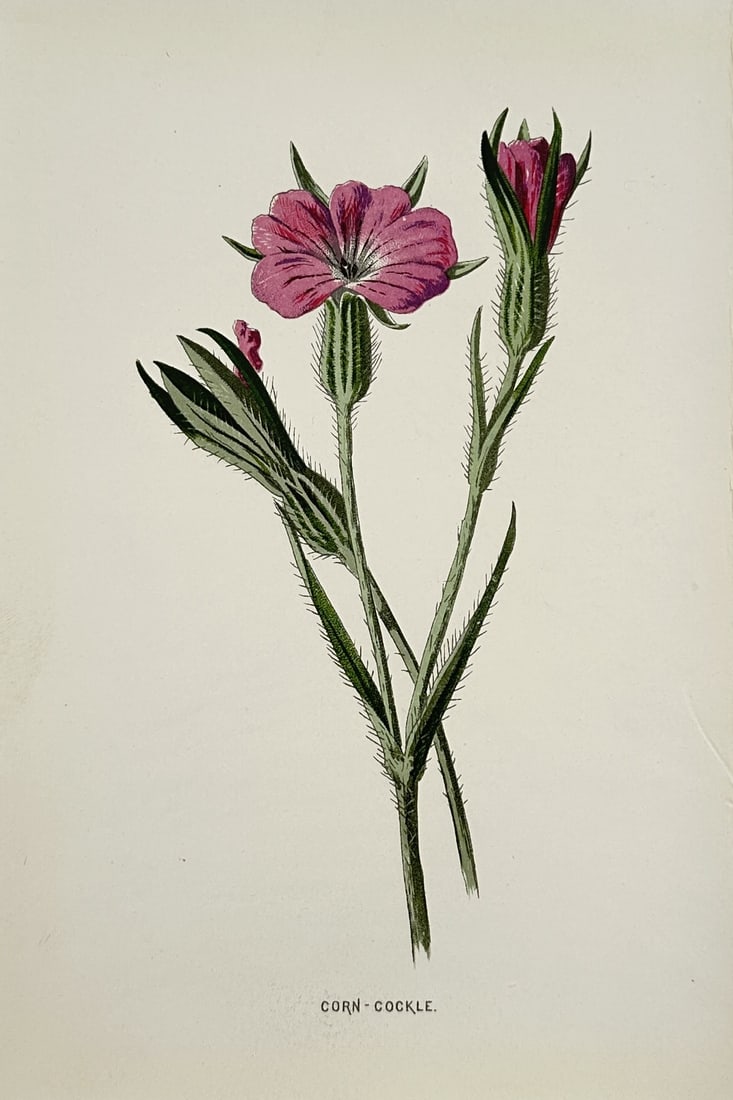 Frederick Edward Hulme (1841–1909) – Corn Cockle – Chromolithograph (circa 1880s) (1 of 2)