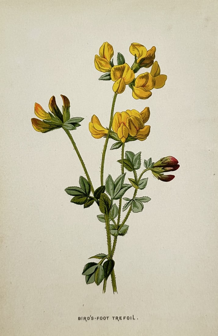 Frederick Edward Hulme (1841–1909) – Bird's-Foot Trefoil – Chromolithograph (circa 1880s) (1 of 2)