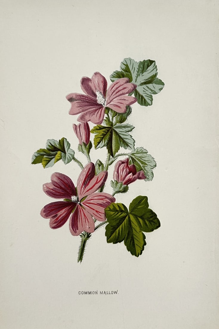 Frederick Edward Hulme (1841–1909) – Common Mallow – Chromolithograph (circa 1880s): "Common Mallow" illustrates a leafy green stem bearing multiple open pink flowers with darker veins, alongside partially opened pink buds and serrated green leaves. The print is sourced from the multi