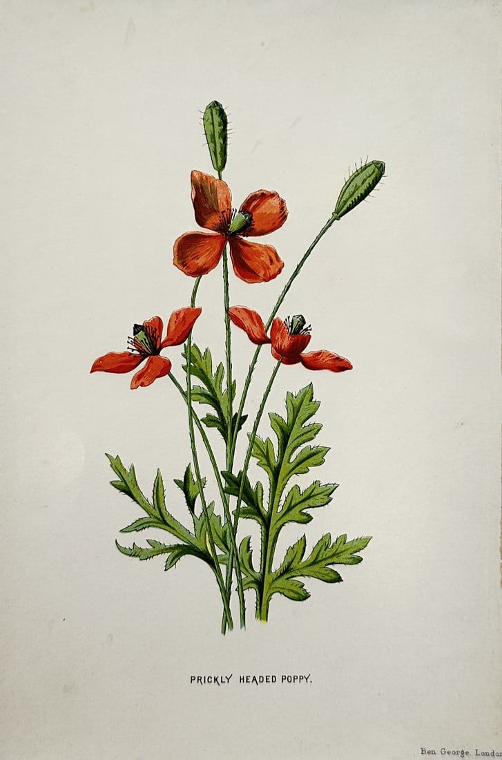 Frederick Edward Hulme (1841–1909) – Prickly Headed Poppy – Chromolithograph (circa 1880s): "Prickly Headed Poppy" depicts a group of slender green stems bearing three vibrant red poppy flowers, deep green lobed leaves, and two upright, elongated green flower buds covered in fine hairs. The 