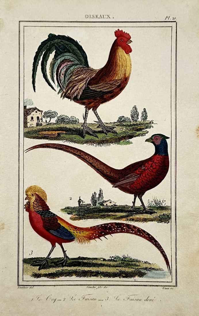 Georges-Louis Leclerc, Comte de Buffon – Rooster, Common Pheasant, and Golden Pheasant (1 of 2)
