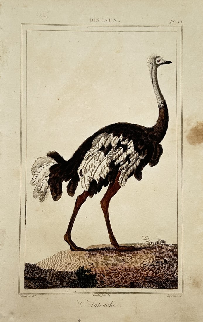 Georges-Louis Leclerc, Comte de Buffon – The Ostrich – Hand-coloured engraving (circa 1840) (1 of 2)