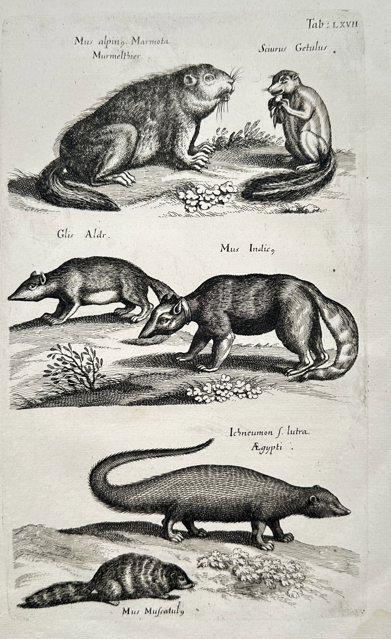 Joannes Jonstonus (1603–1675) – Various Rodents and Small Mammals – Engraving (1 of 2)