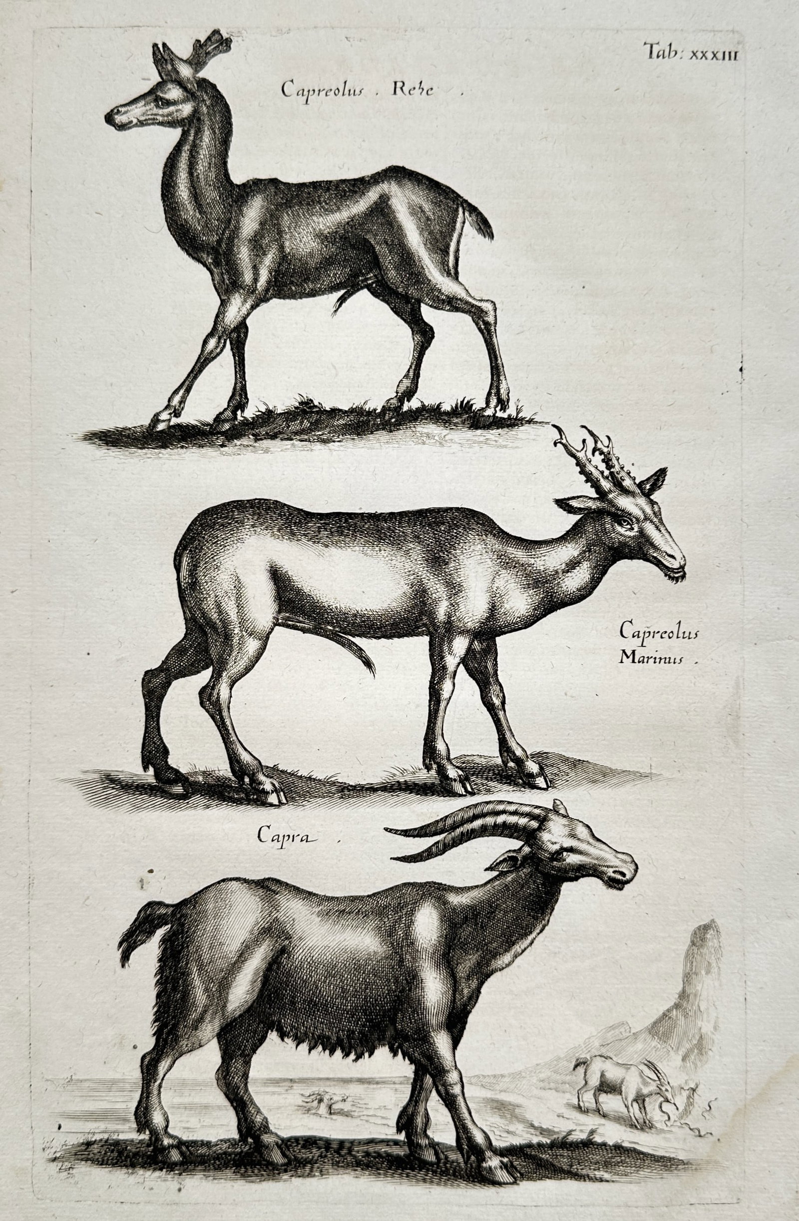 Joannes Jonstonus (1603–1675) – Roe Deer and Goats – Engraving (circa 1650–1657) (1 of 2)
