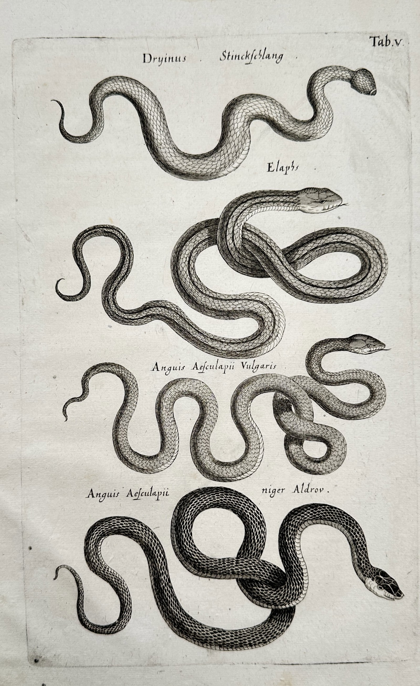 Joannes Jonstonus (1603–1675) – Various Serpents and Snakes – Engraving (circa 1650–1653) (1 of 2)