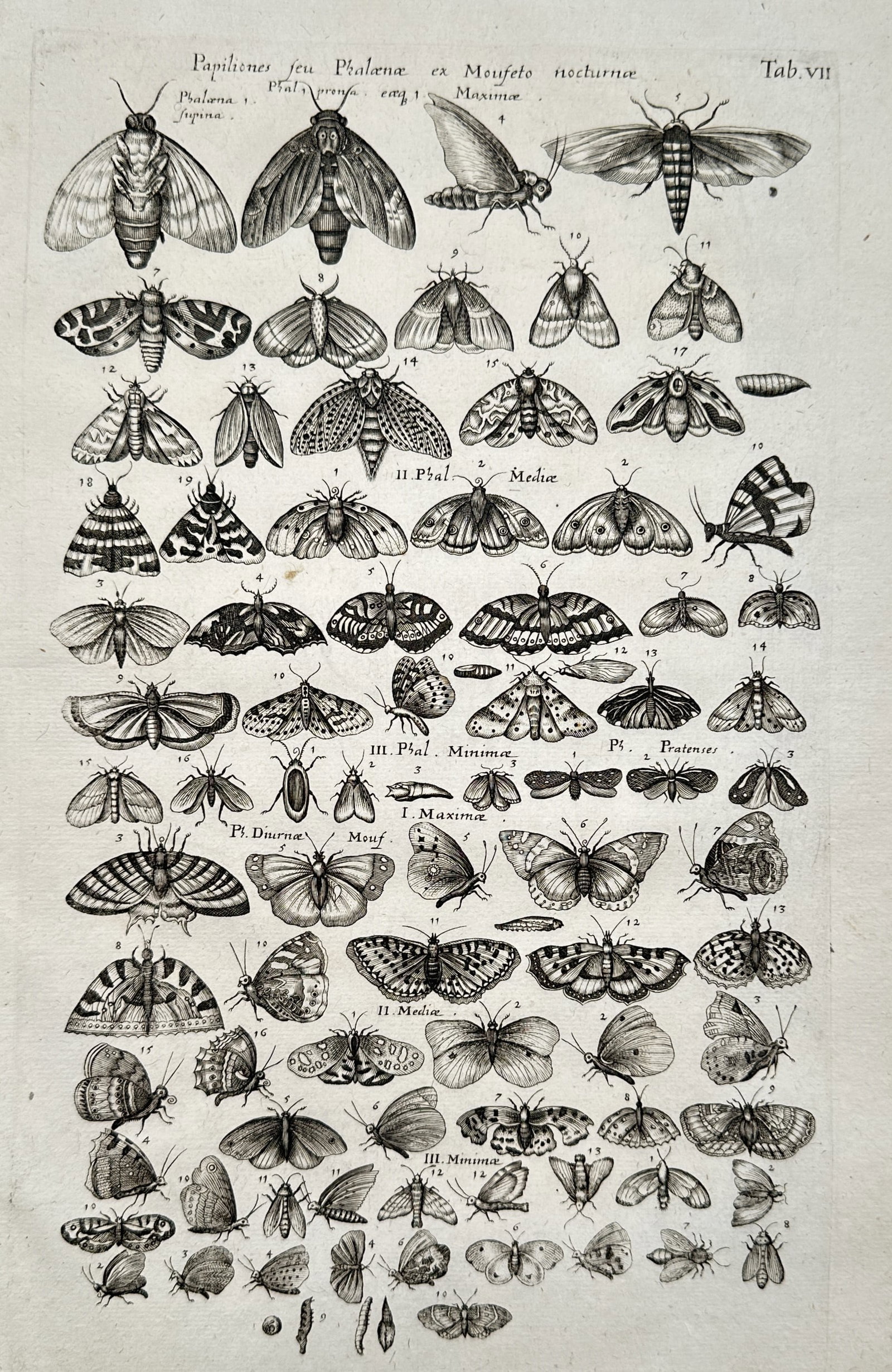 Joannes Jonstonus (1603–1675) – Various Moths and Butterflies – Engraving (circa 1650–1653) (1 of 2)