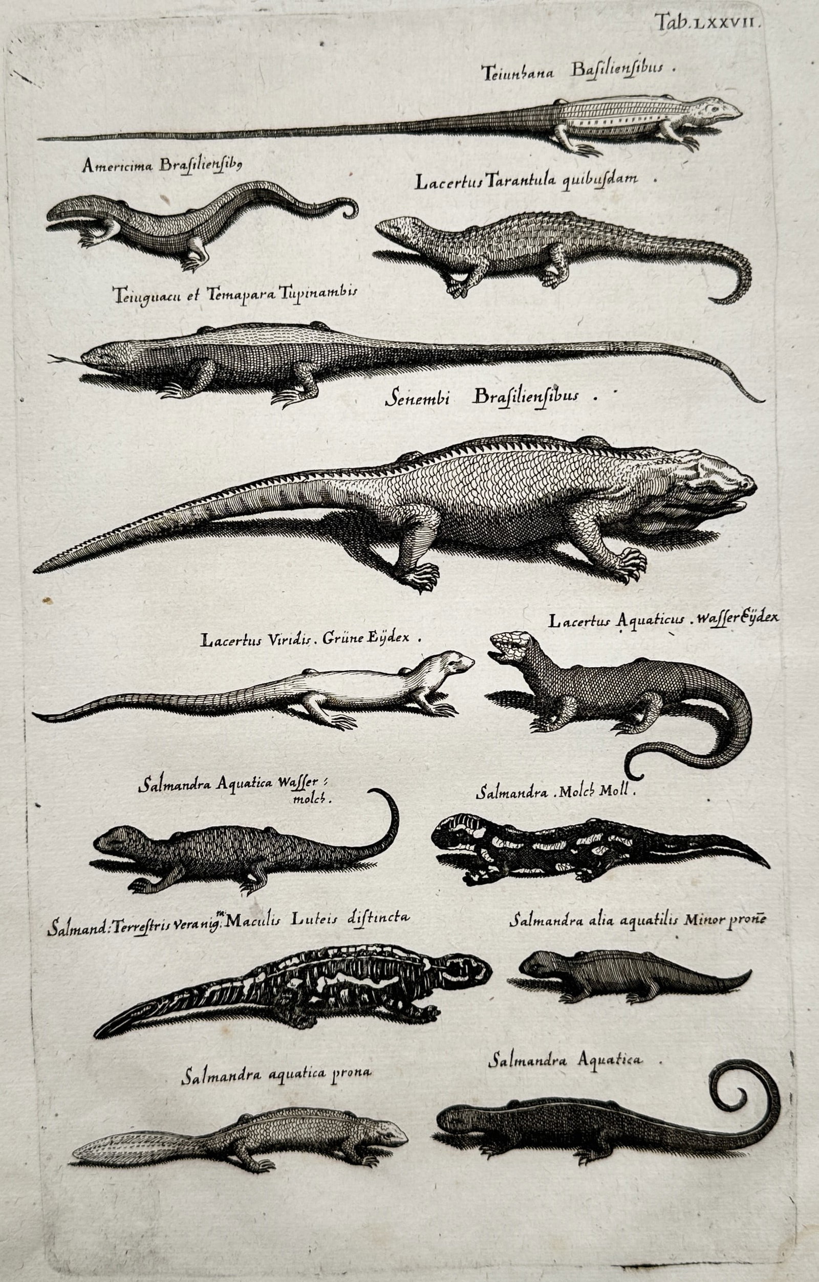 Joannes Jonstonus (1603–1675) – Various Lizards and Salamanders – Engraving (circa (1 of 2)