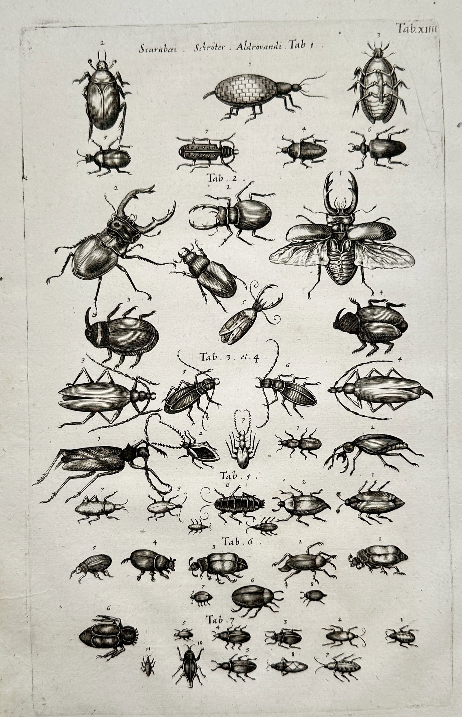 Joannes Jonstonus (1603–1675) – Various Beetles and Insects – Engraving (circa 1650–1653): "Scarabaei. Schröter. Aldrovandi" displays a large collection of beetles and insects organized across multiple horizontal rows, highlighting prominent stag beetles with large mandibles, dung beetles,