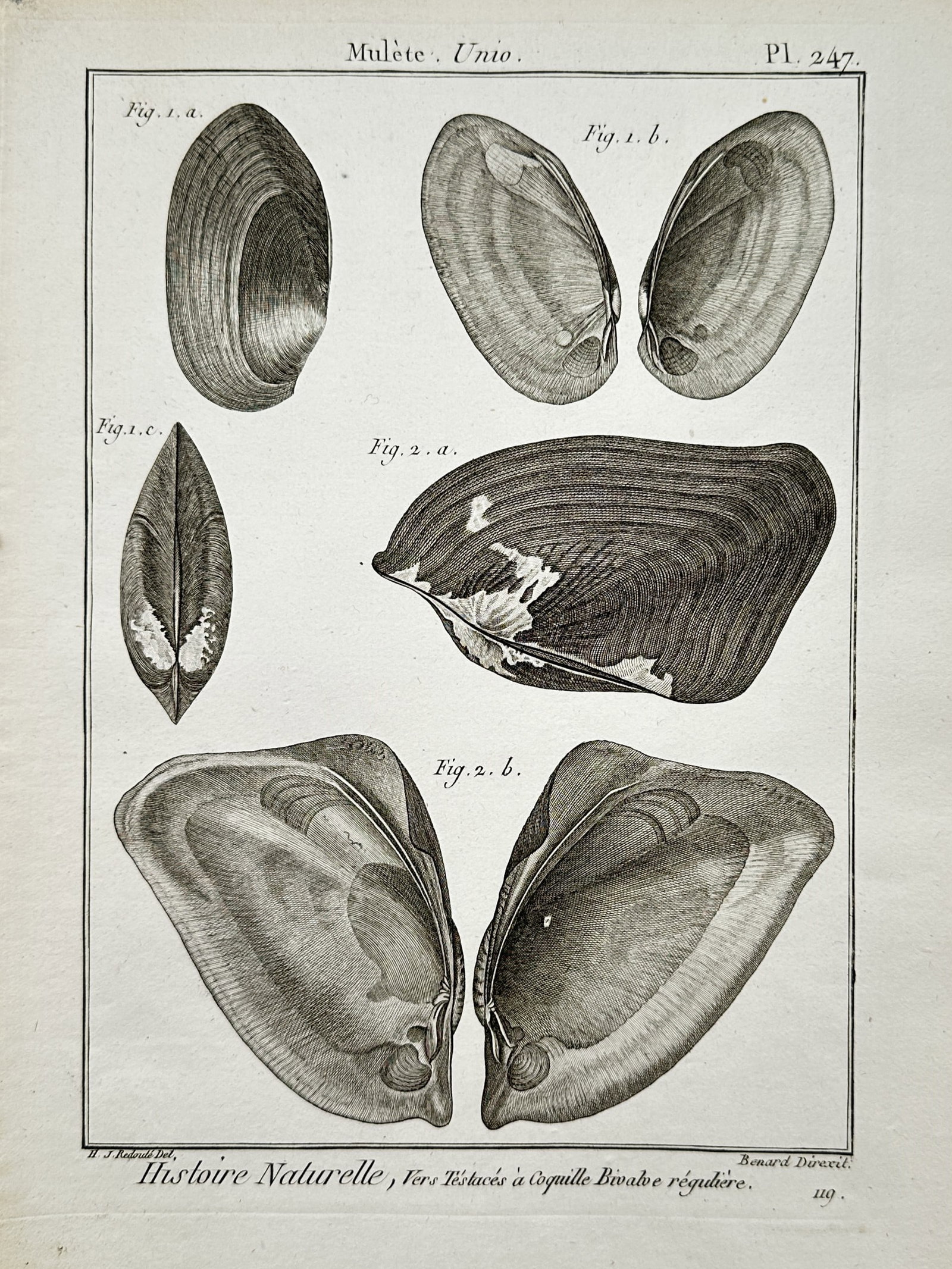 Robert Bénard (1734–1785) – Bivalve Mussels – Engraving (1789) (1 of 2)