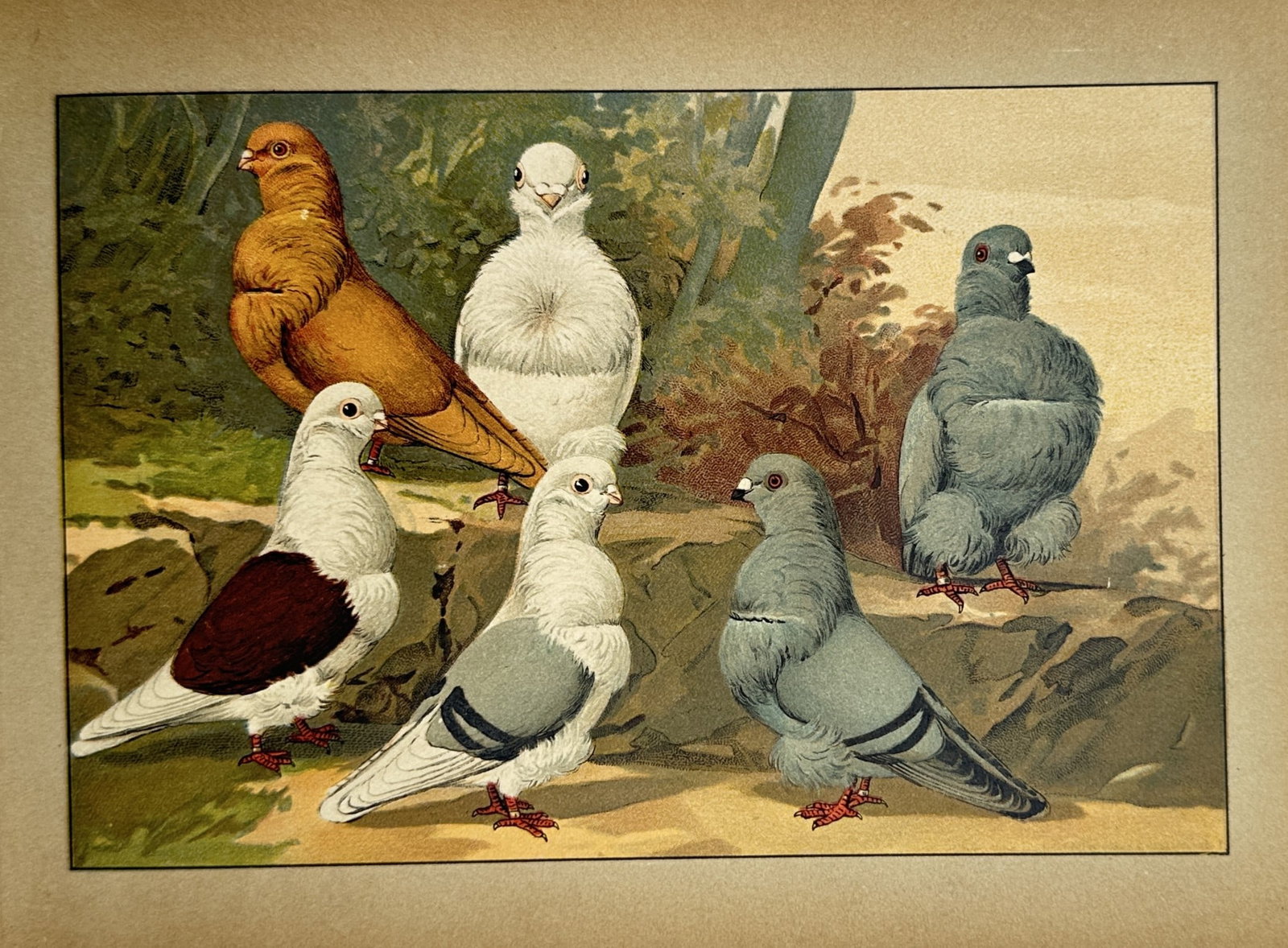 Emil Schachtzabel – Various Domestic Pigeon Breeds – Chromolithograph (1910) (1 of 2)