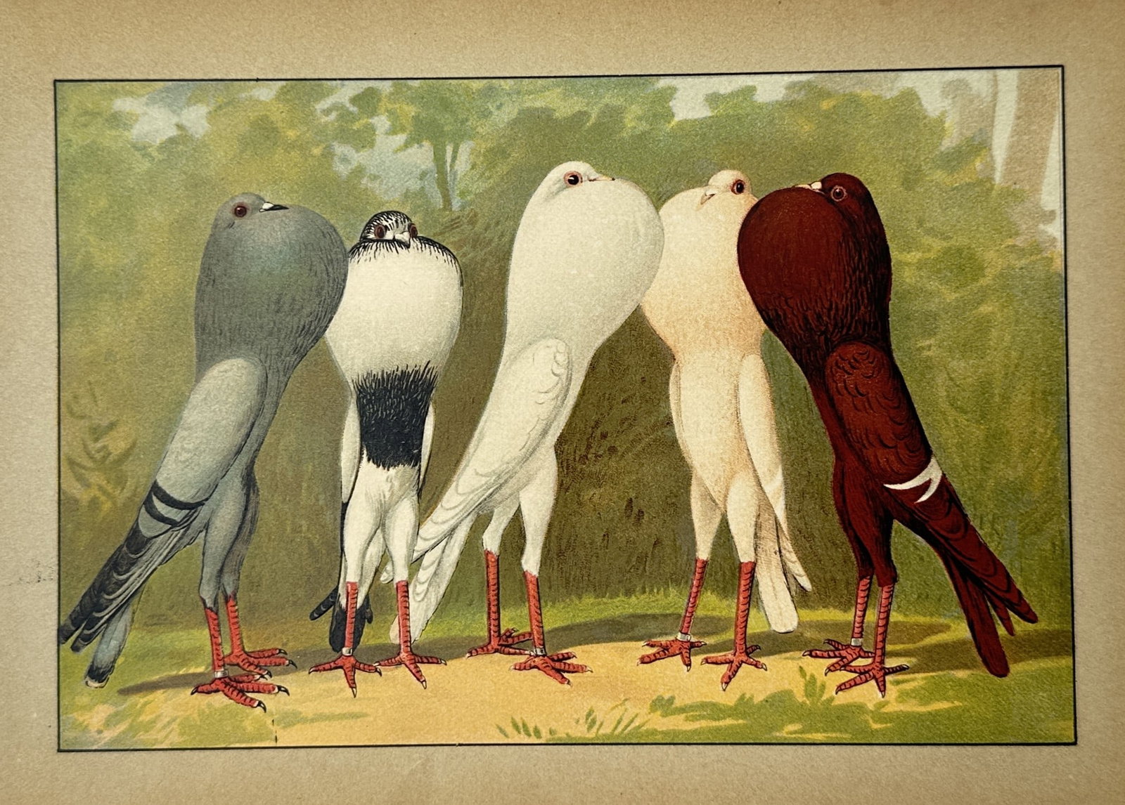 Emil Schachtzabel – Five Pouter Pigeon Breeds – Chromolithograph (1910) (1 of 2)