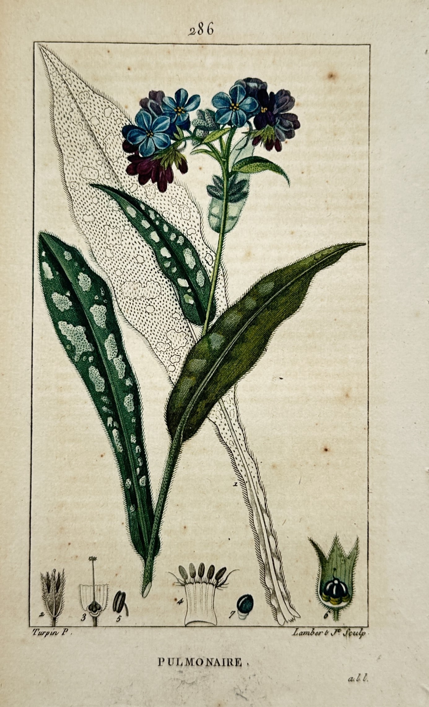 Pierre Jean François Turpin – Lungwort – Hand-coloured stipple engraving (circa 1815–1820) (1 of 2)
