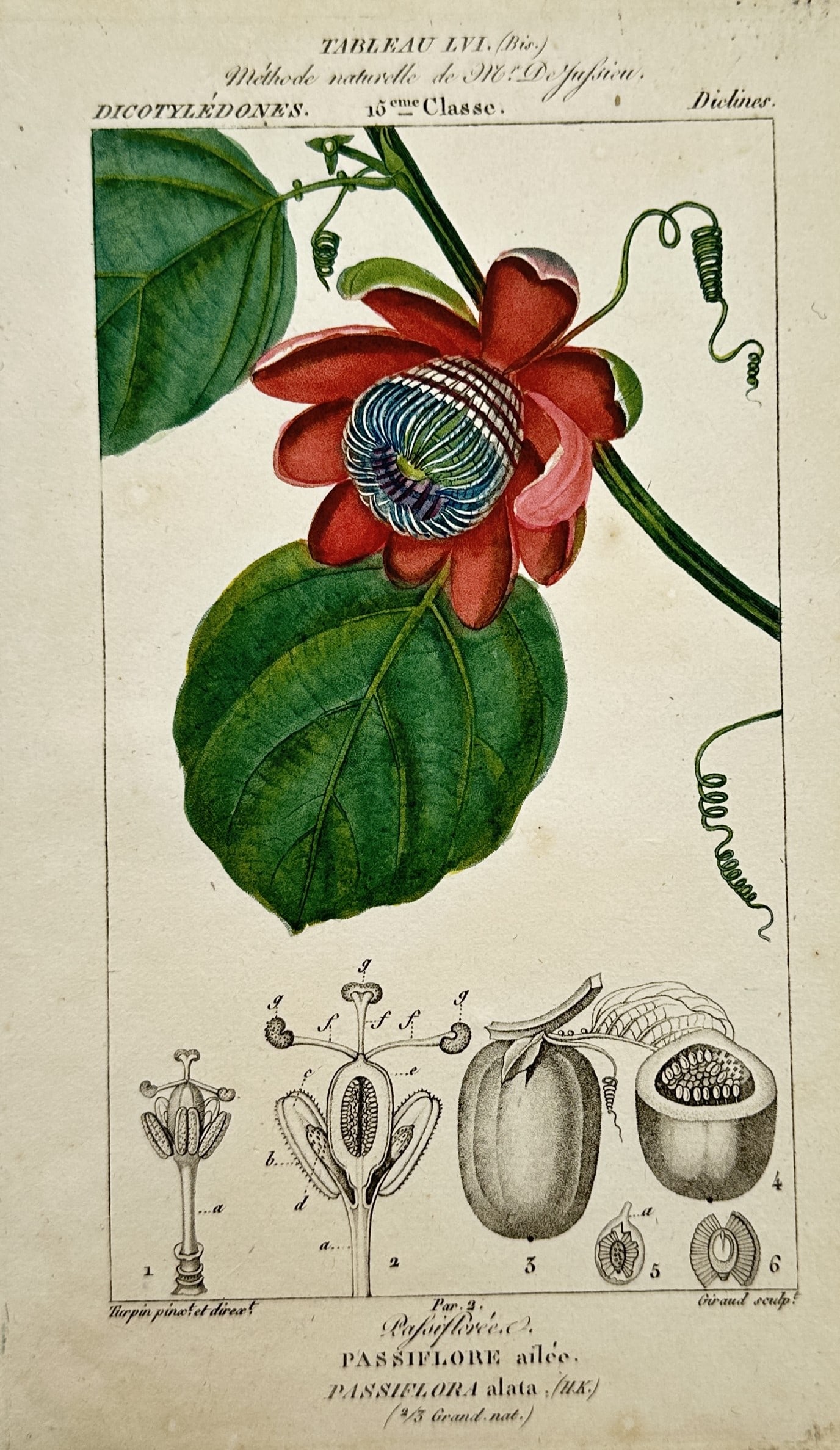 Pierre Jean François Turpin – Winged-Stem Passion Flower – Hand-coloured stipple engraving (1 of 2)