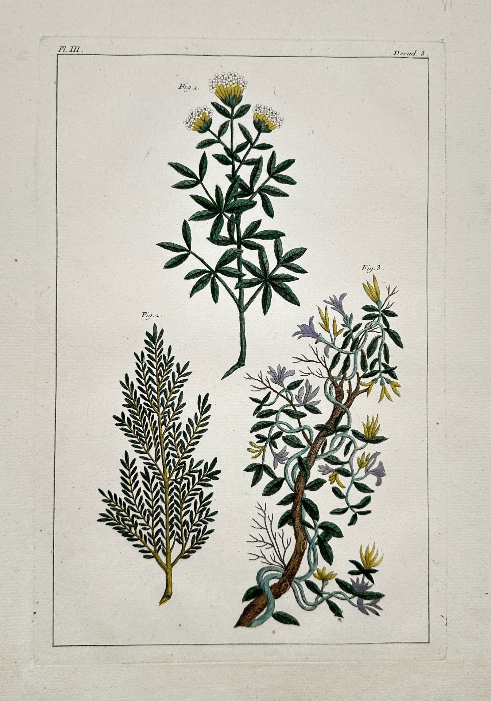 Pierre-Joseph Buc'hoz (1731–1807) – Three Botanical Specimens – Hand-coloured engraving (1775) (1 of 2)
