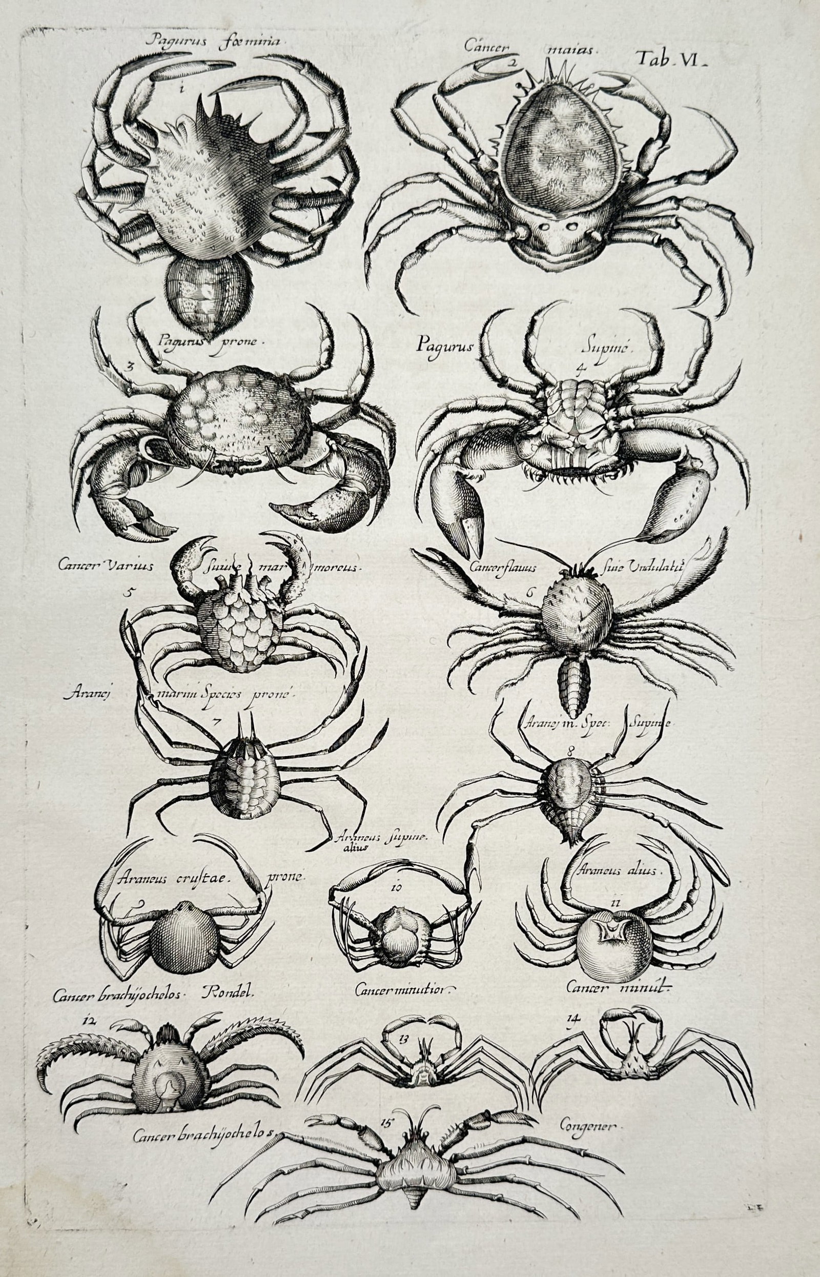 Joannes Jonstonus – Carcinological Study of Global Crab Species – Engraving (circa 1650–1657) (1 of 2)