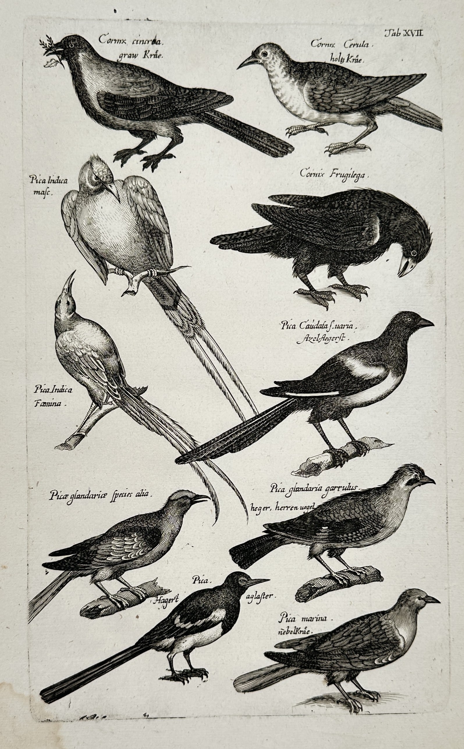 Joannes Jonstonus – Ornithological Study of Crows, Magpies, and Jays – Engraving (1 of 2)