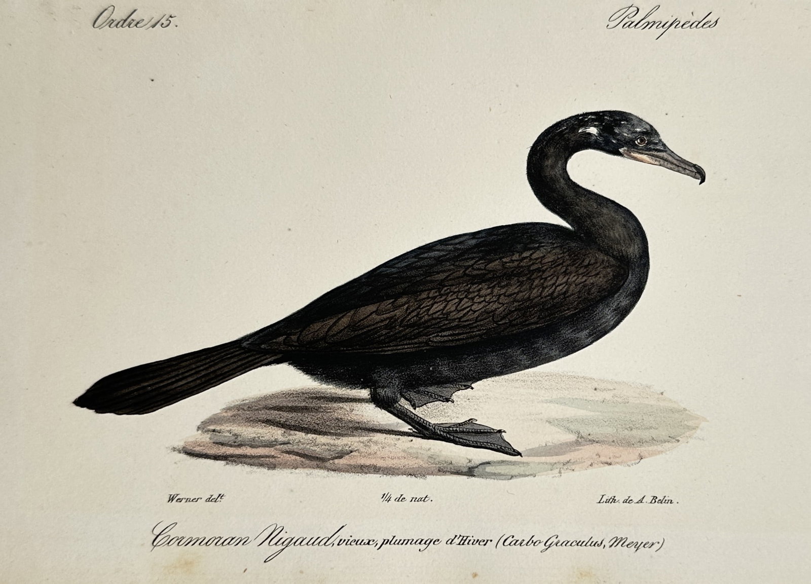 Jean-Charles Werner (1798–1856) – Portrait of a Cormorant – Hand-coloured lithograph (1828): "Cormoran Nigaud, Vieux, Plumage d'Hiver" depicts a broad overview of a cormorant standing on a small patch of ground. The work is a hand-coloured lithograph from an ornithological series published in