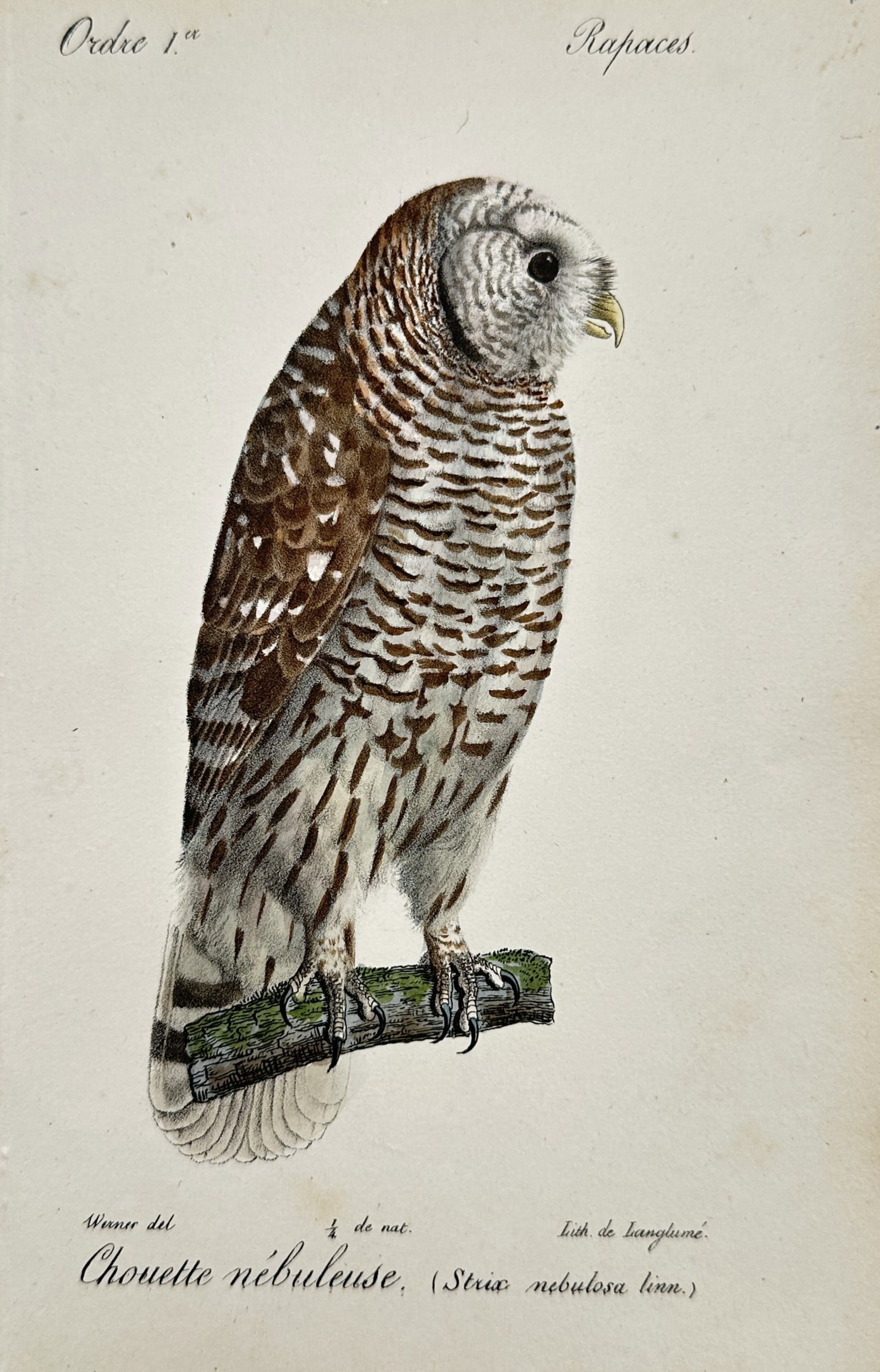 Jean-Charles Werner (1798–1856) – Portrait of an Owl – Hand-coloured lithograph (1828) (1 of 2)
